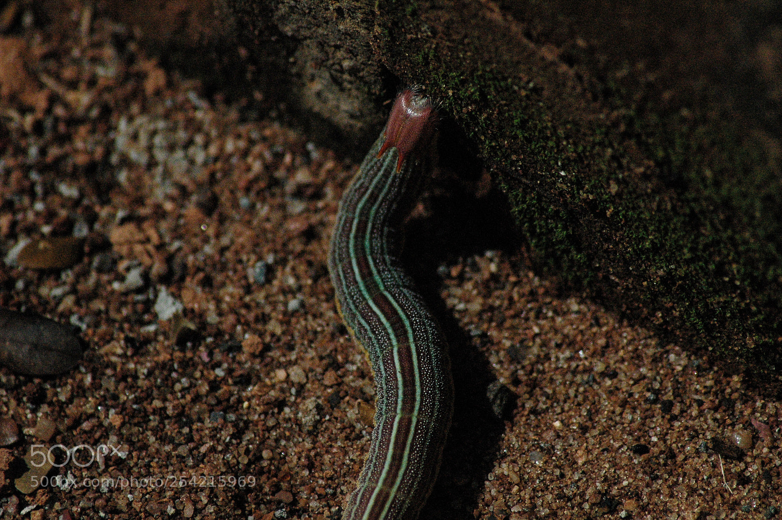 Nikon D70 sample photo. Caterpillar photography