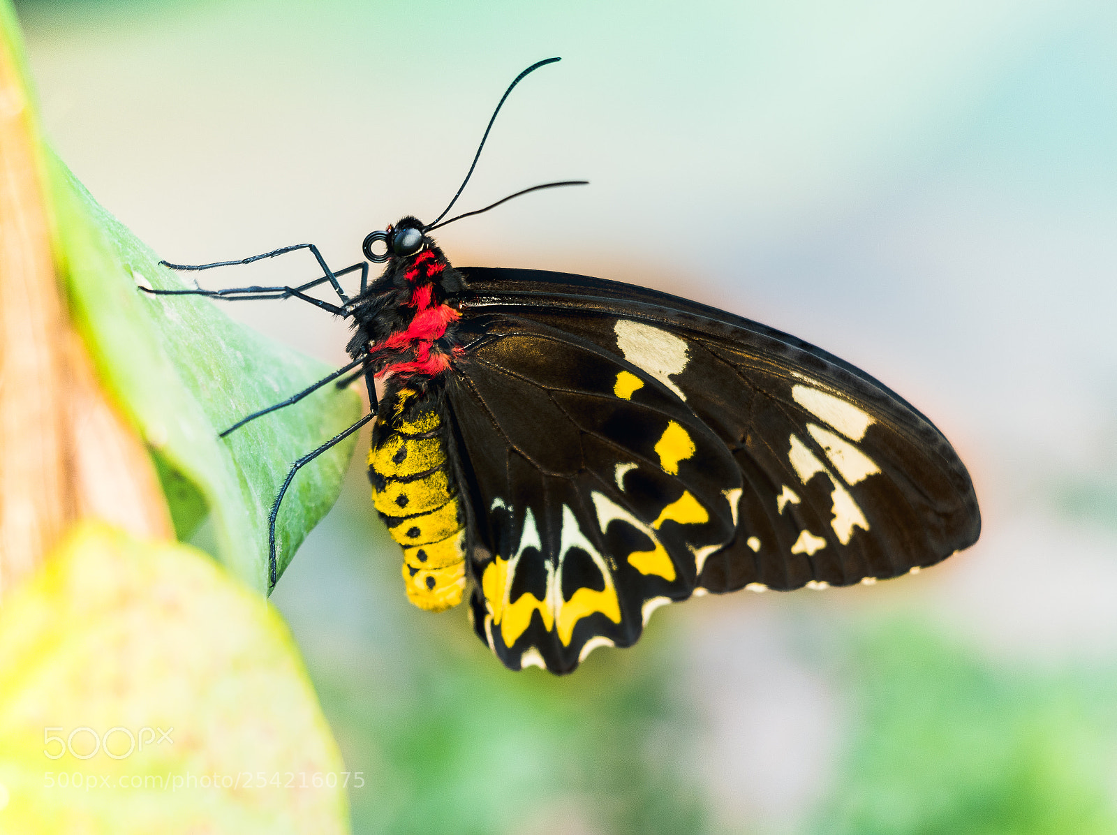 Canon EOS 800D (EOS Rebel T7i / EOS Kiss X9i) sample photo. Golden birdwing butterfly photography