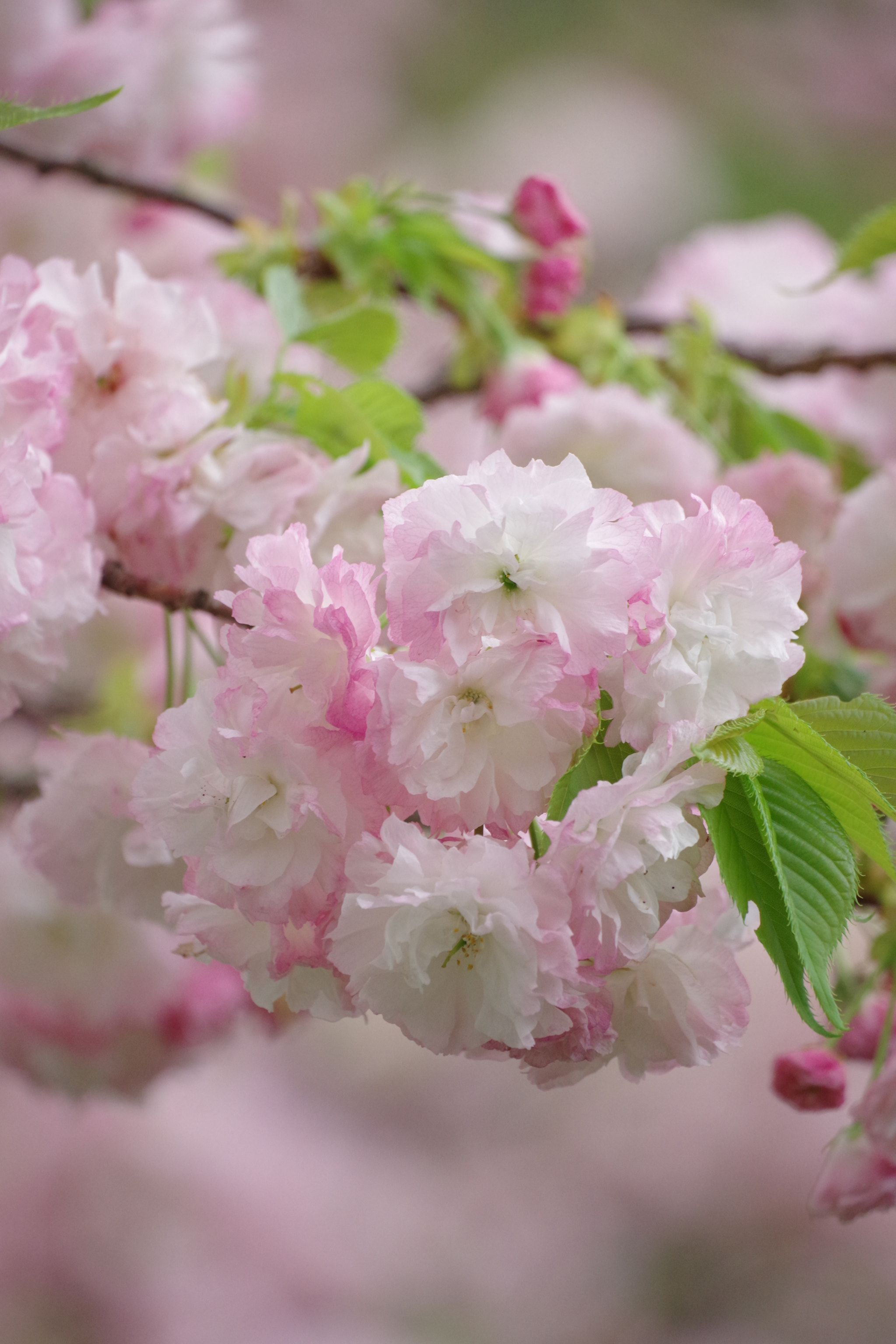 Pentax K-70 sample photo. Sakura 2018 #25 photography