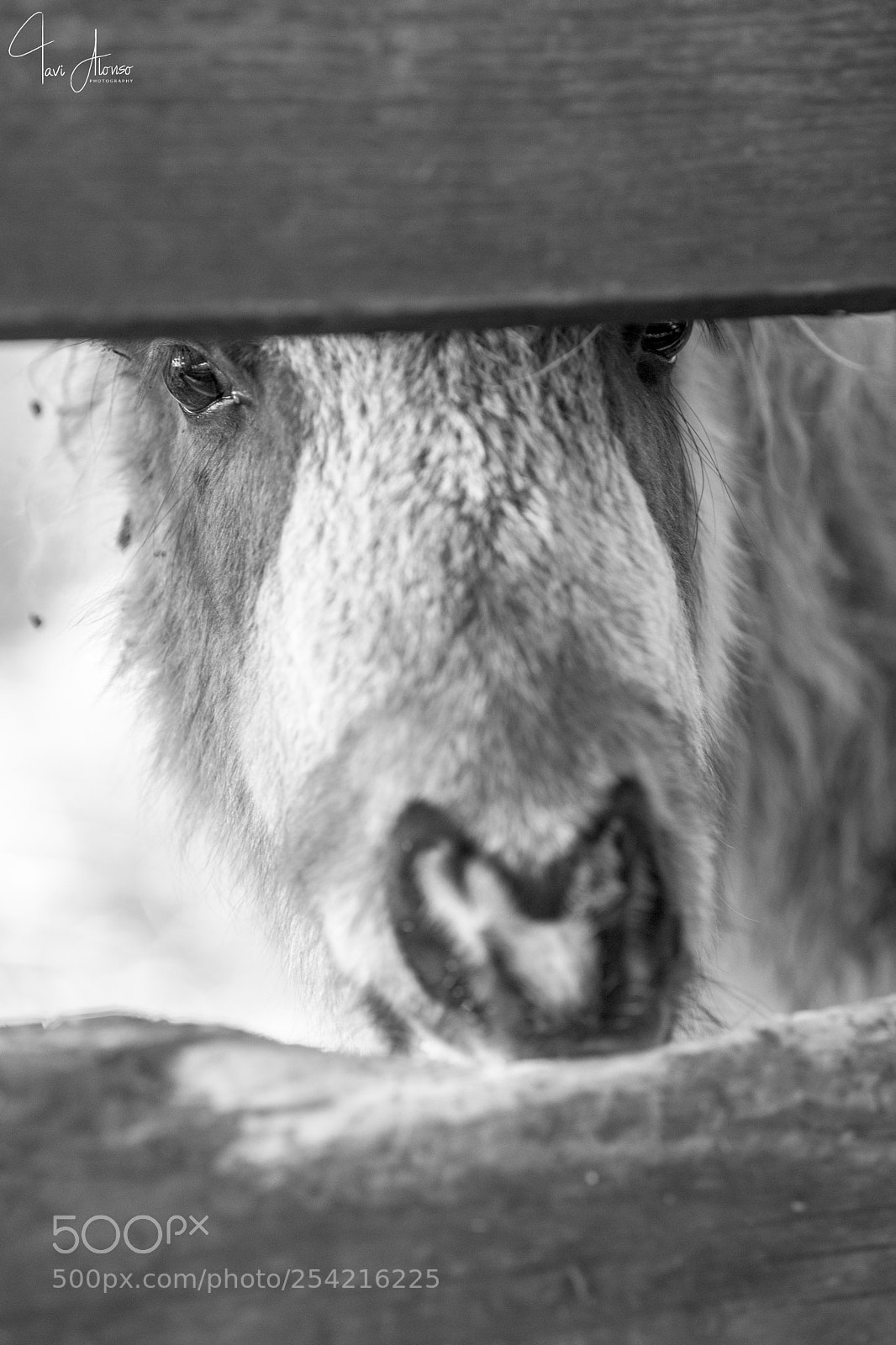 Nikon D5 sample photo. Wood is tasty! photography