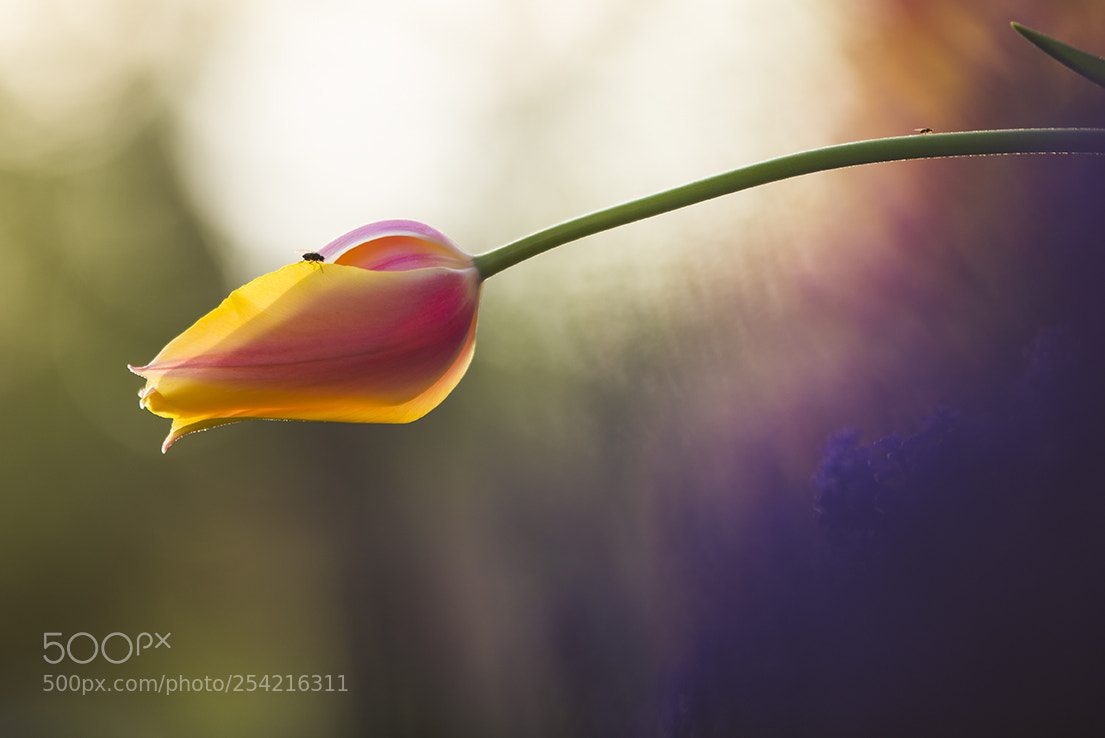 Nikon D610 sample photo. Sunlight photography