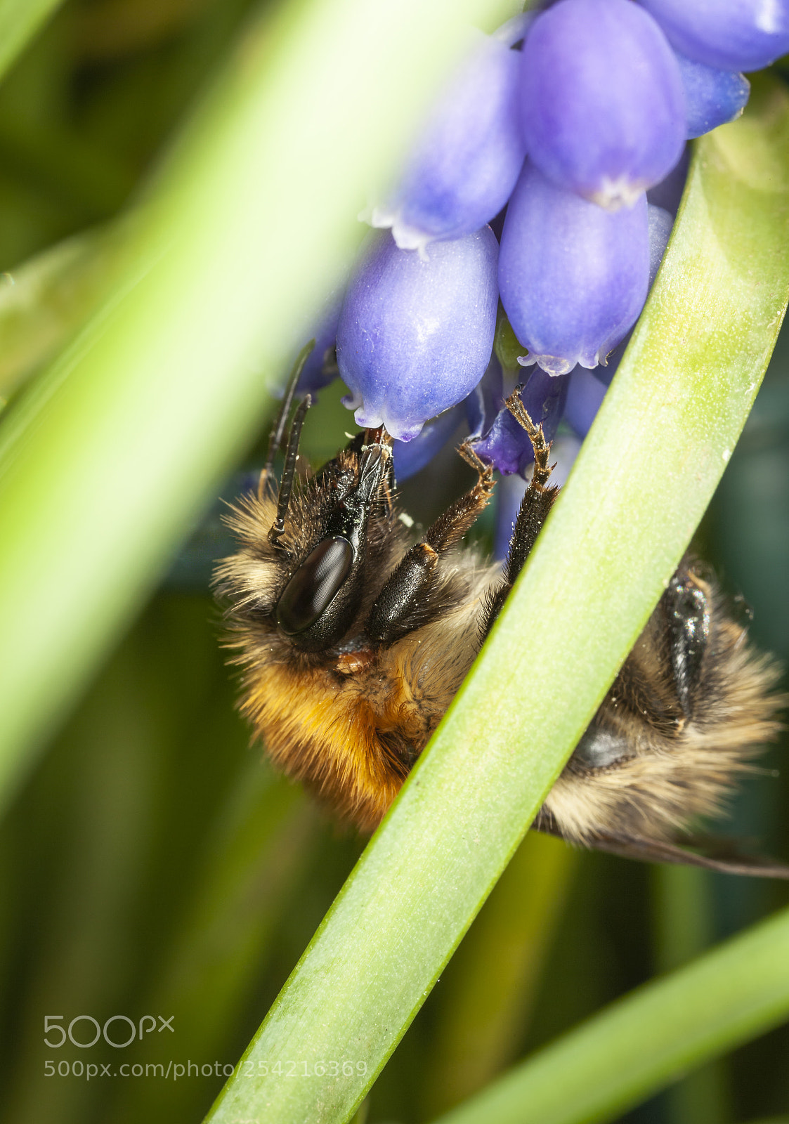 Canon EOS 5D Mark II sample photo. Common carder bee photography