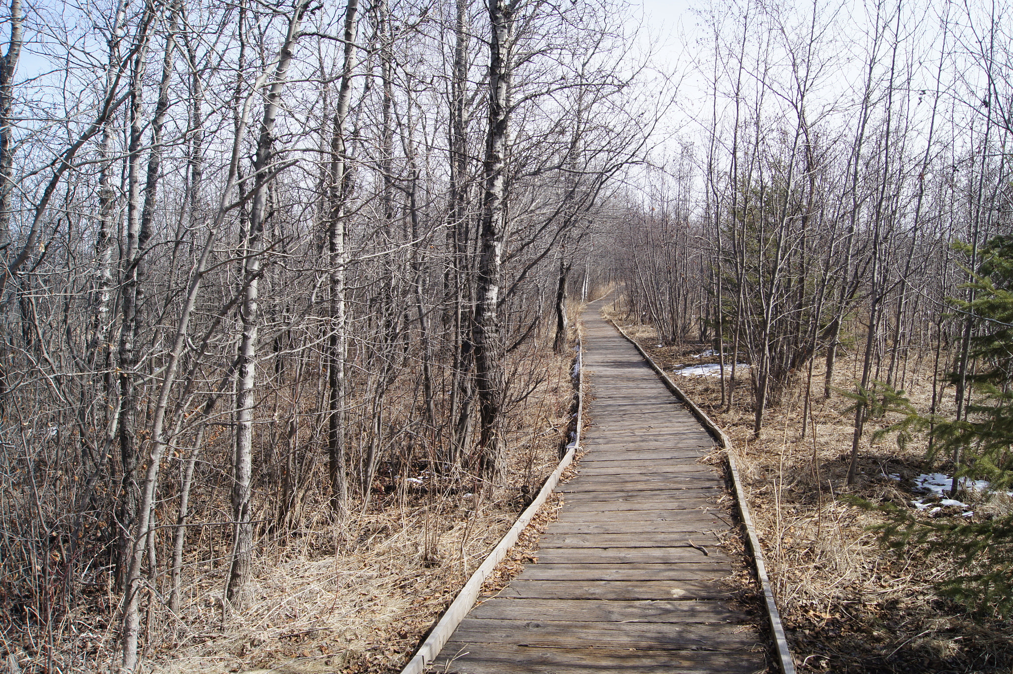 Sony SLT-A33 sample photo. Wooden walk photography