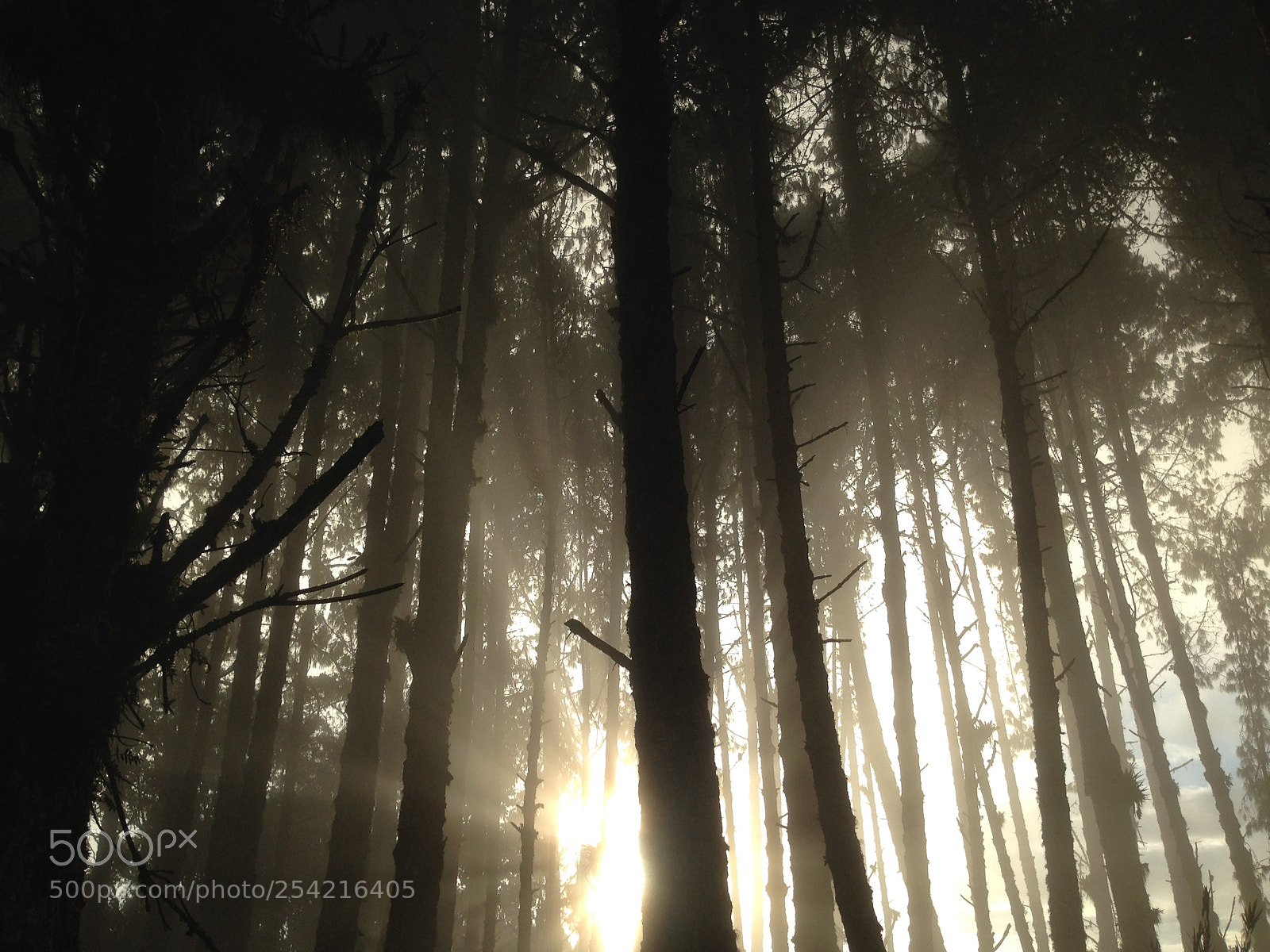 Apple iPhone 5 sample photo. Forest sunset photography
