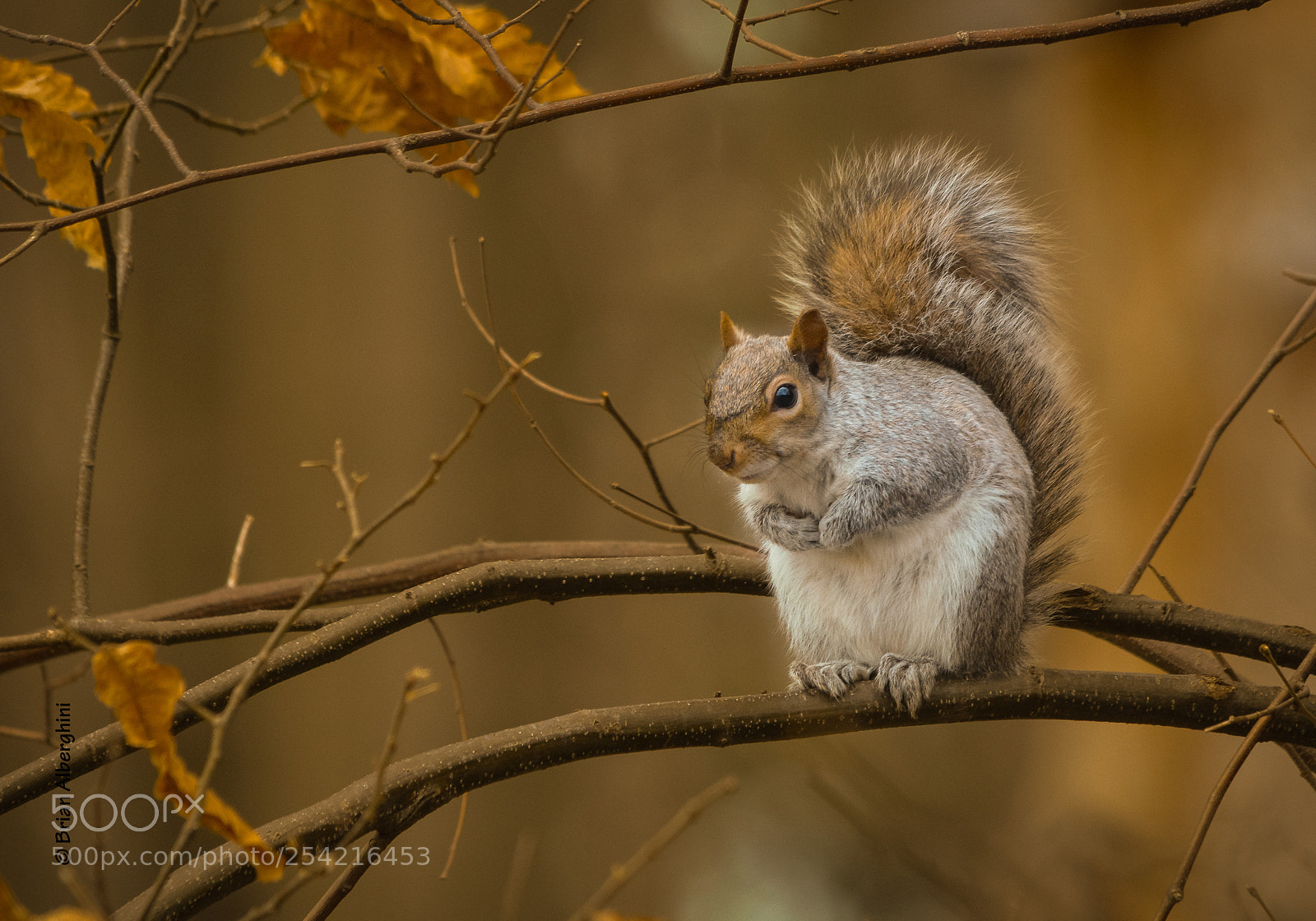 Nikon D7100 sample photo. Where's bullwinkle? photography