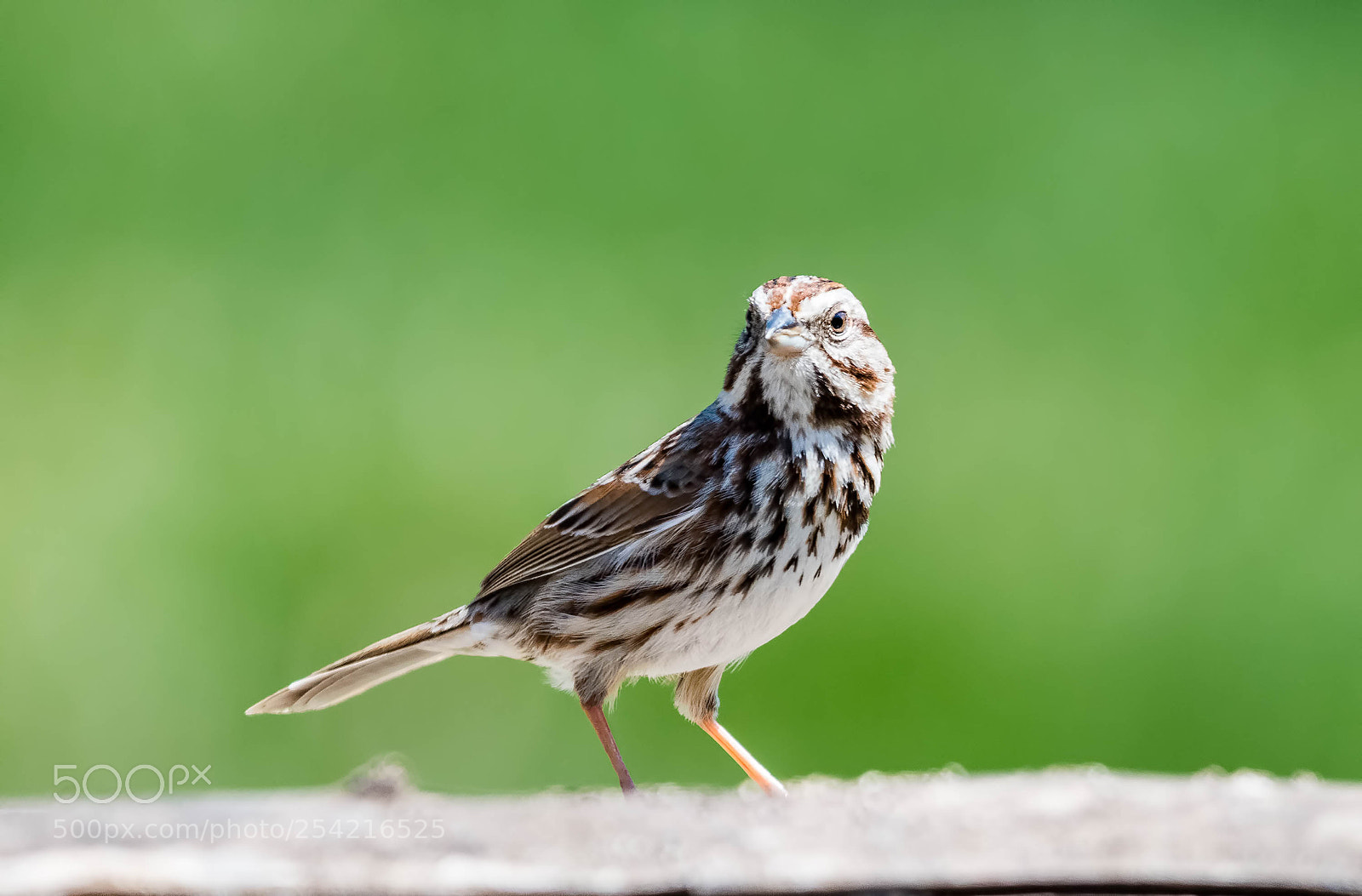 Nikon D500 sample photo. Sparrow photography