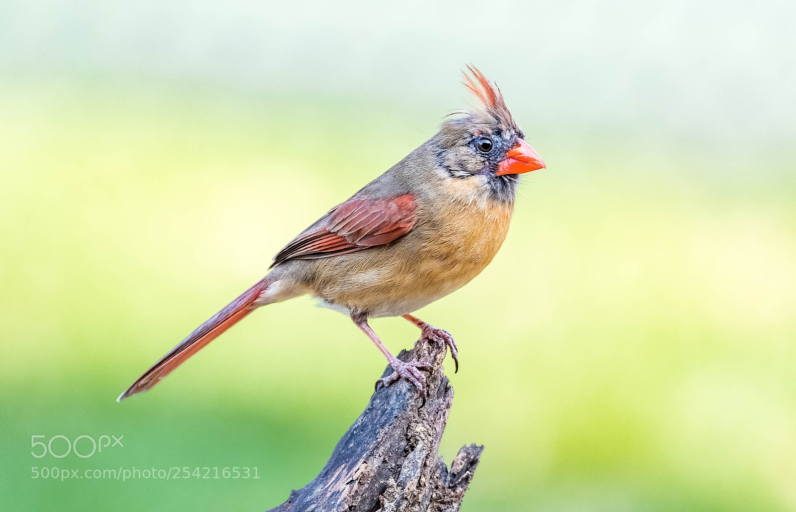 Nikon D500 sample photo. Cardinal, female photography