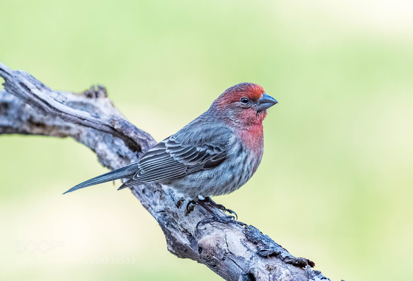 Nikon D500 sample photo. House finch photography