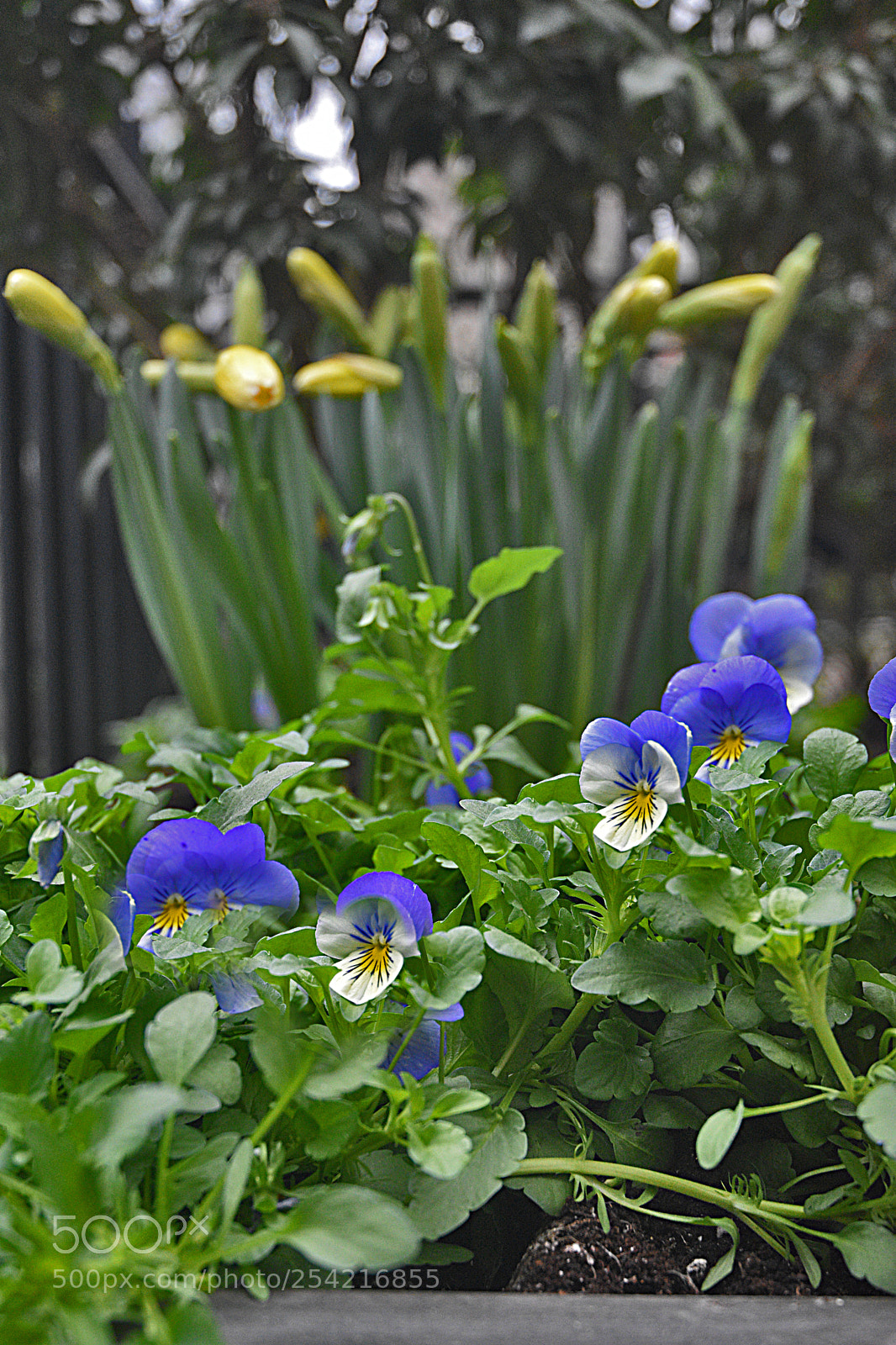 Nikon D3400 sample photo. Flowers photography
