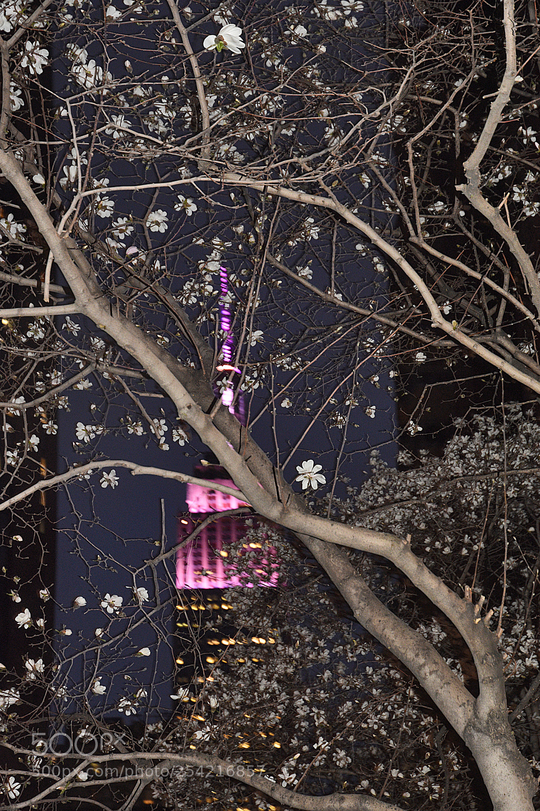 Nikon D3400 sample photo. Empire state in bloom photography