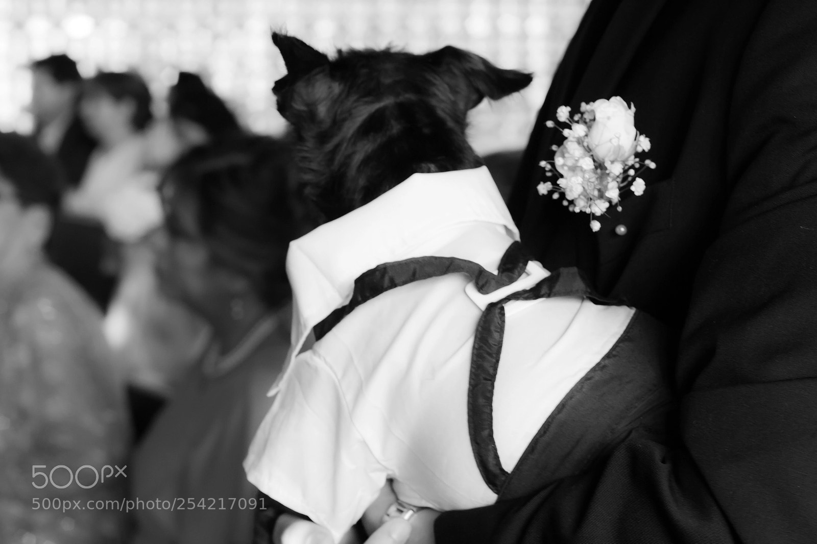 Canon EOS 1000D (EOS Digital Rebel XS / EOS Kiss F) sample photo. Mi boda jorge alexa photography
