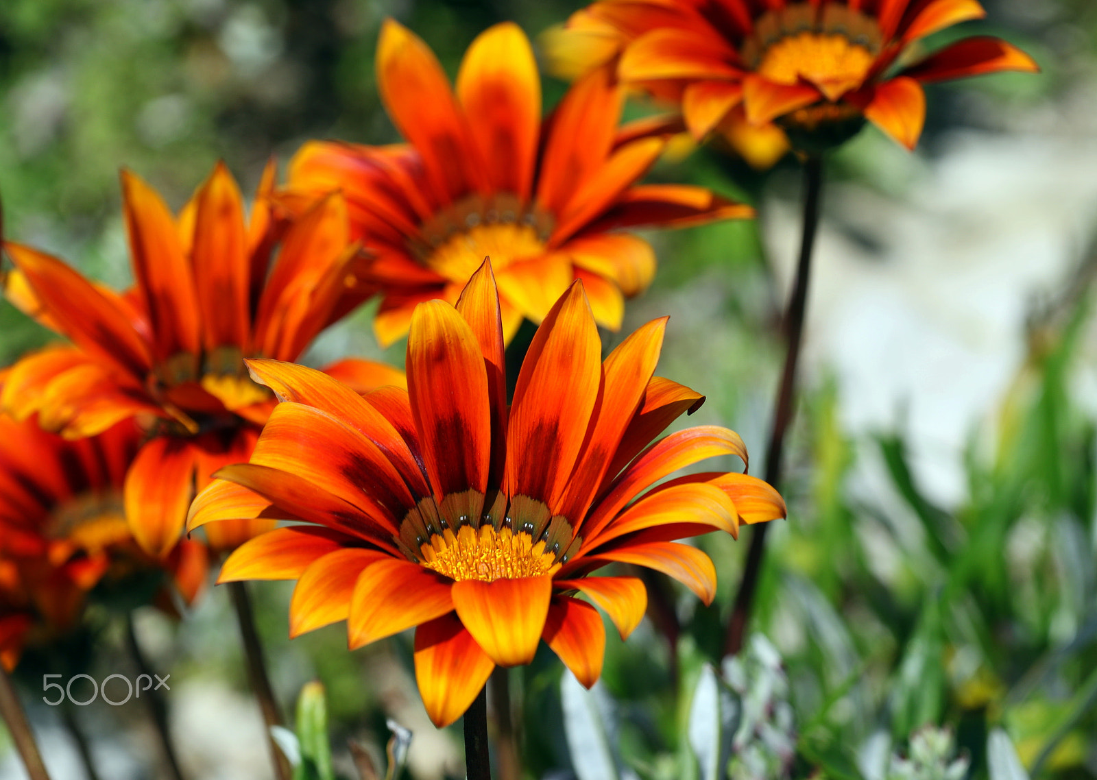 Canon EOS 7D Mark II sample photo. Colors photography