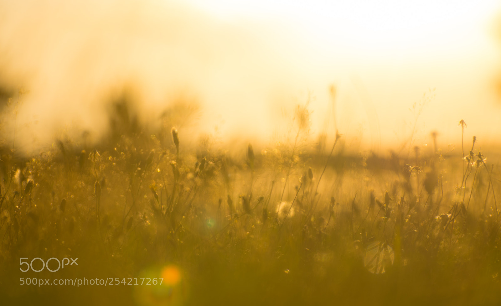 Nikon D5300 sample photo. Dreamlike photography
