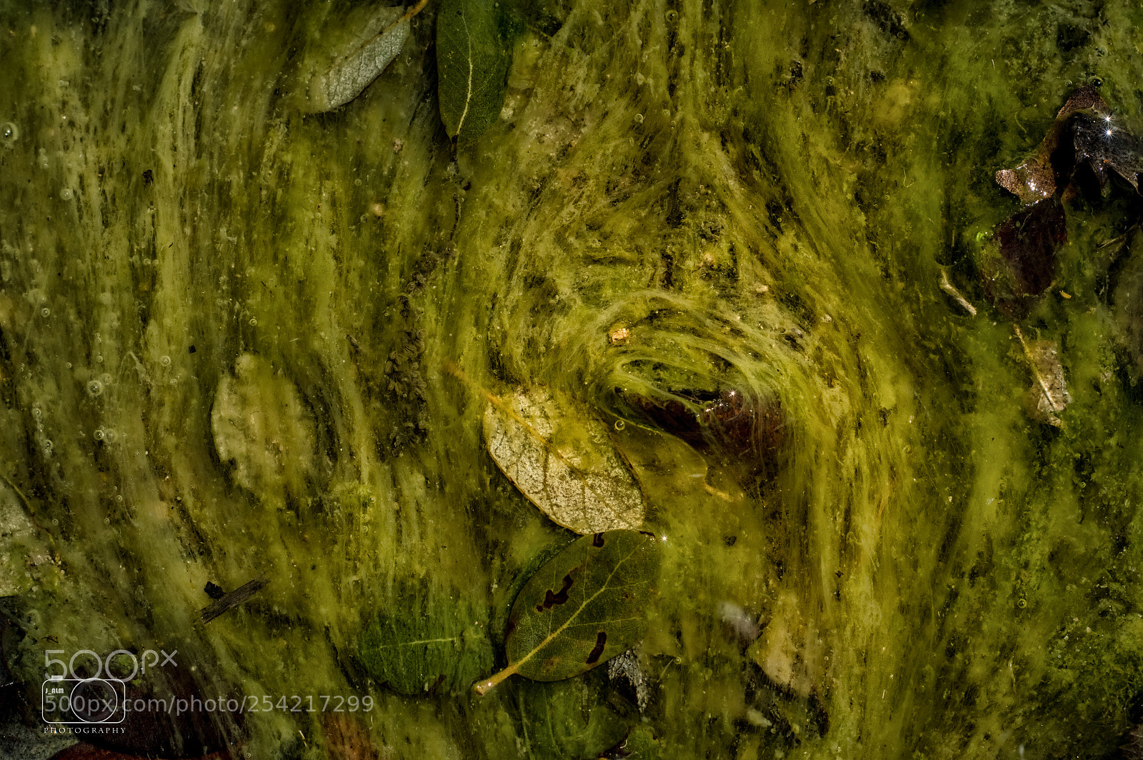 Nikon D3200 sample photo. Green photography