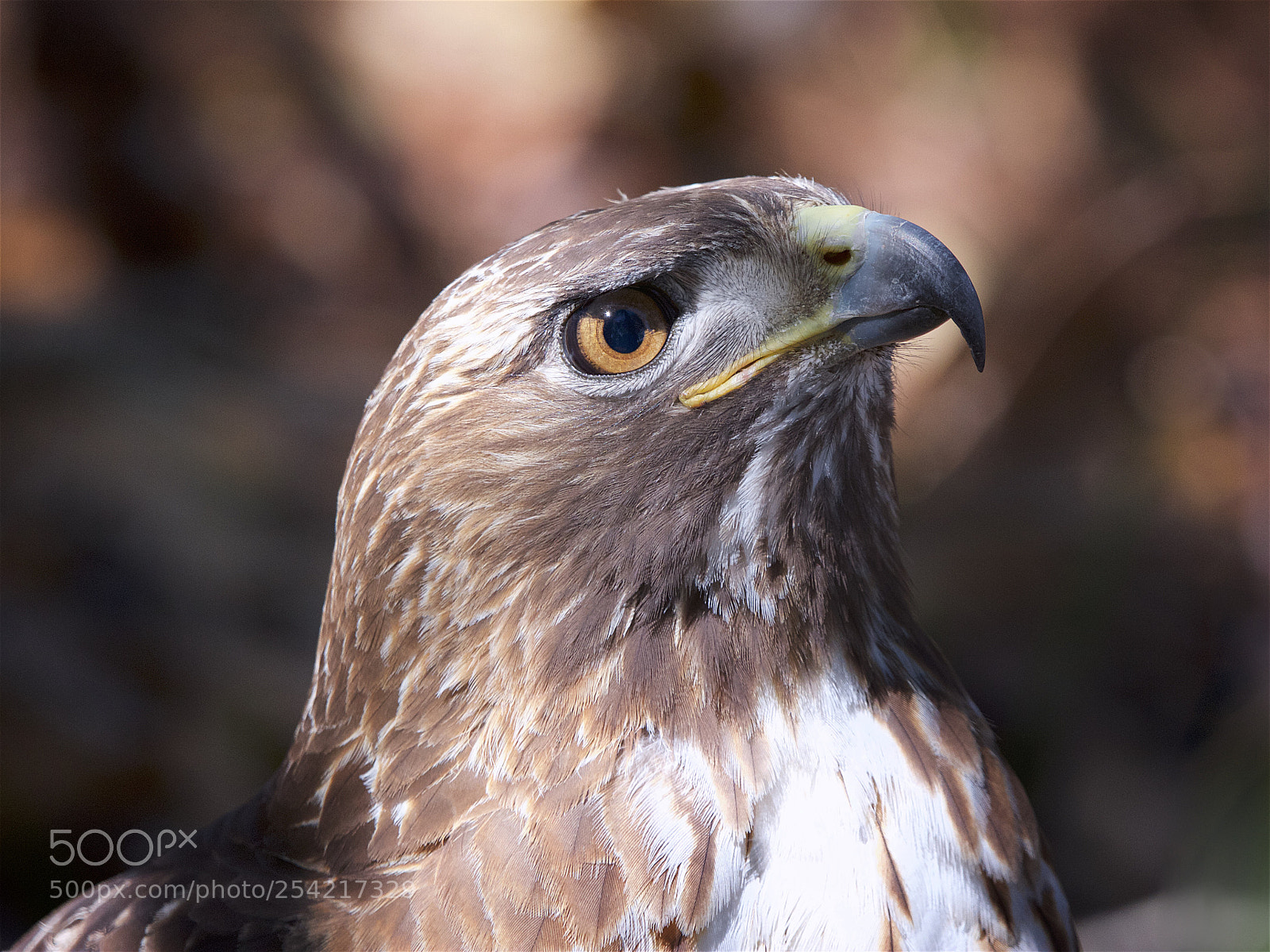 Canon EOS 7D sample photo. Hawk profile photography