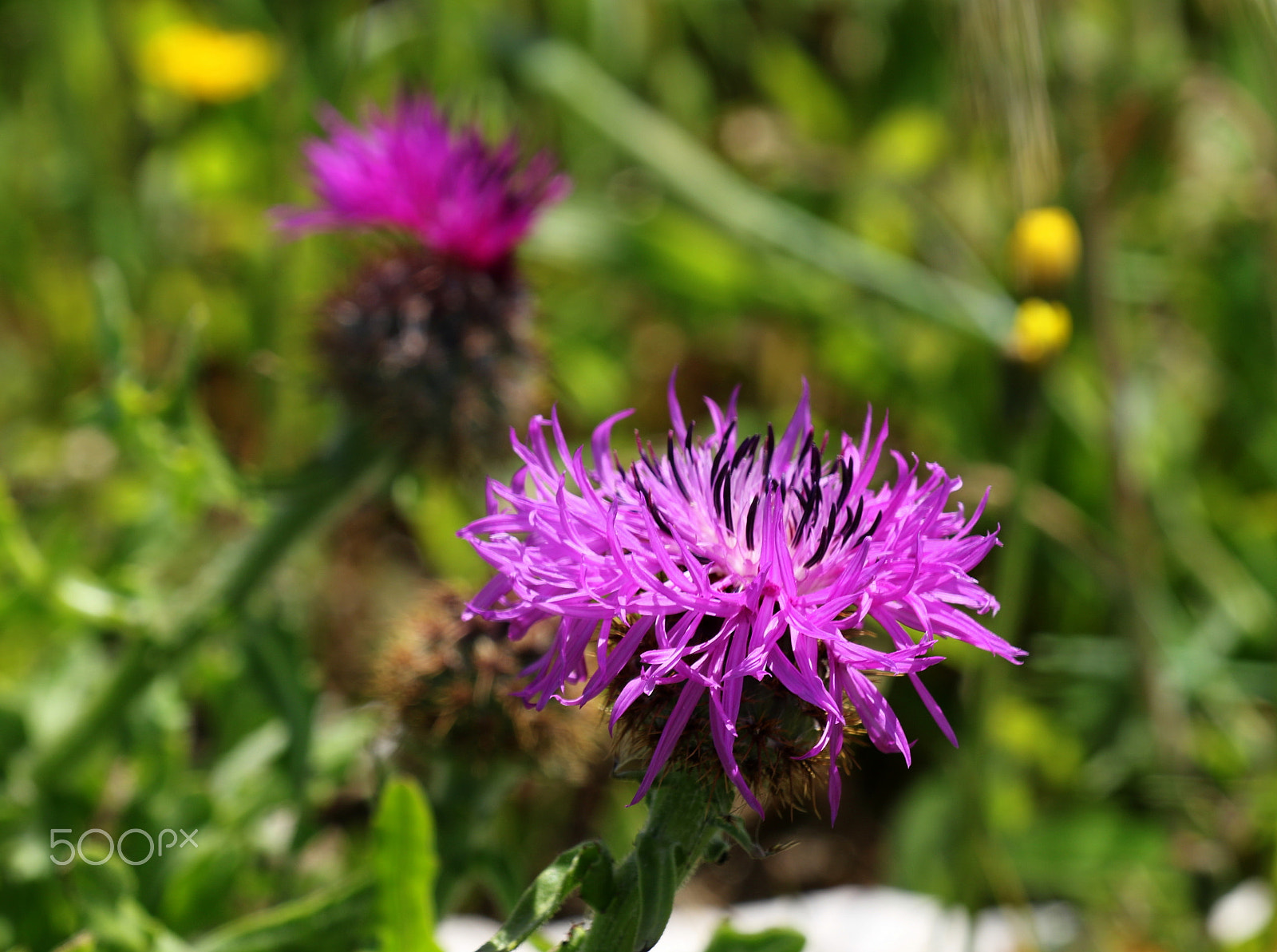 Canon EOS 7D Mark II sample photo. Wild photography