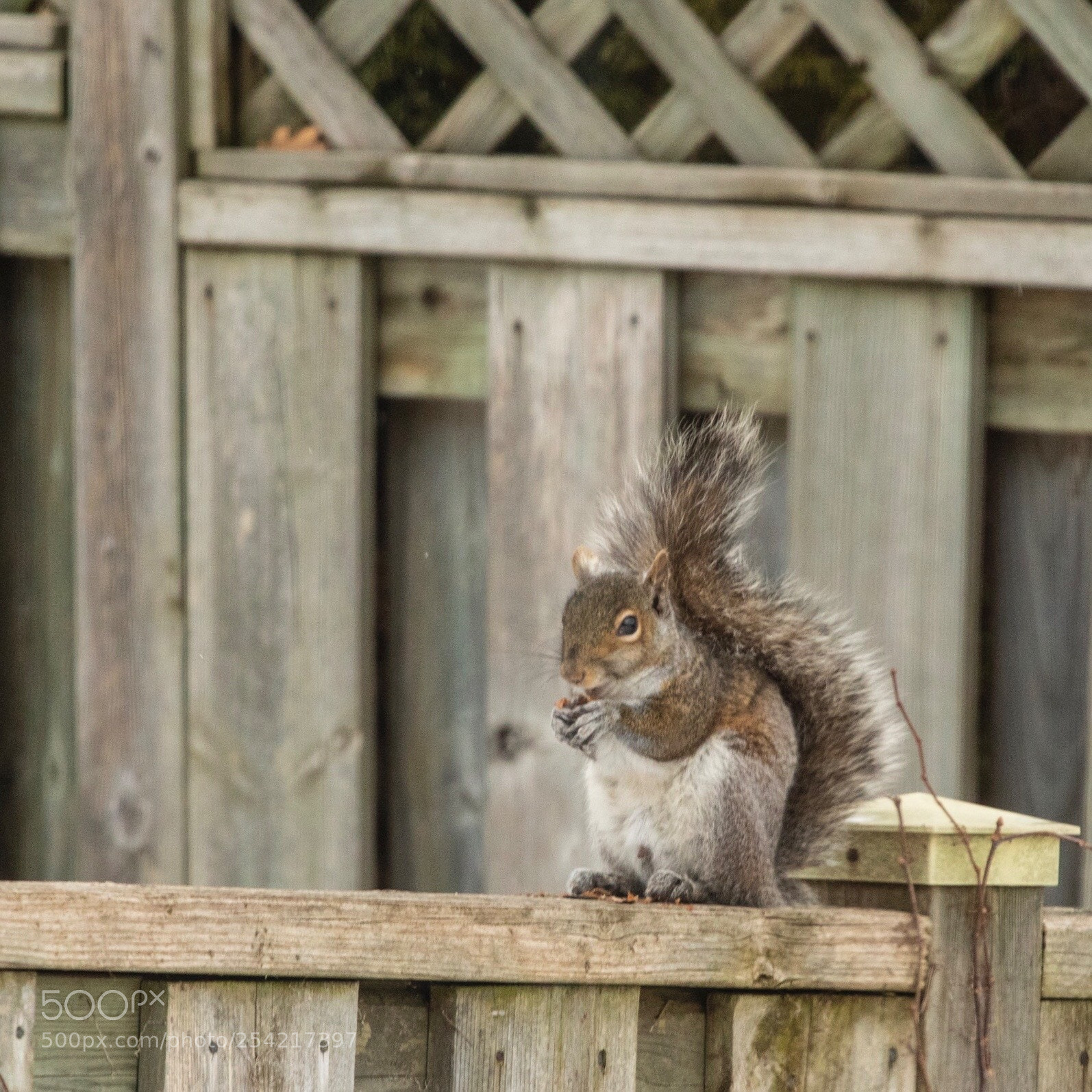 Canon EOS 750D (EOS Rebel T6i / EOS Kiss X8i) sample photo. In the backyard  photography