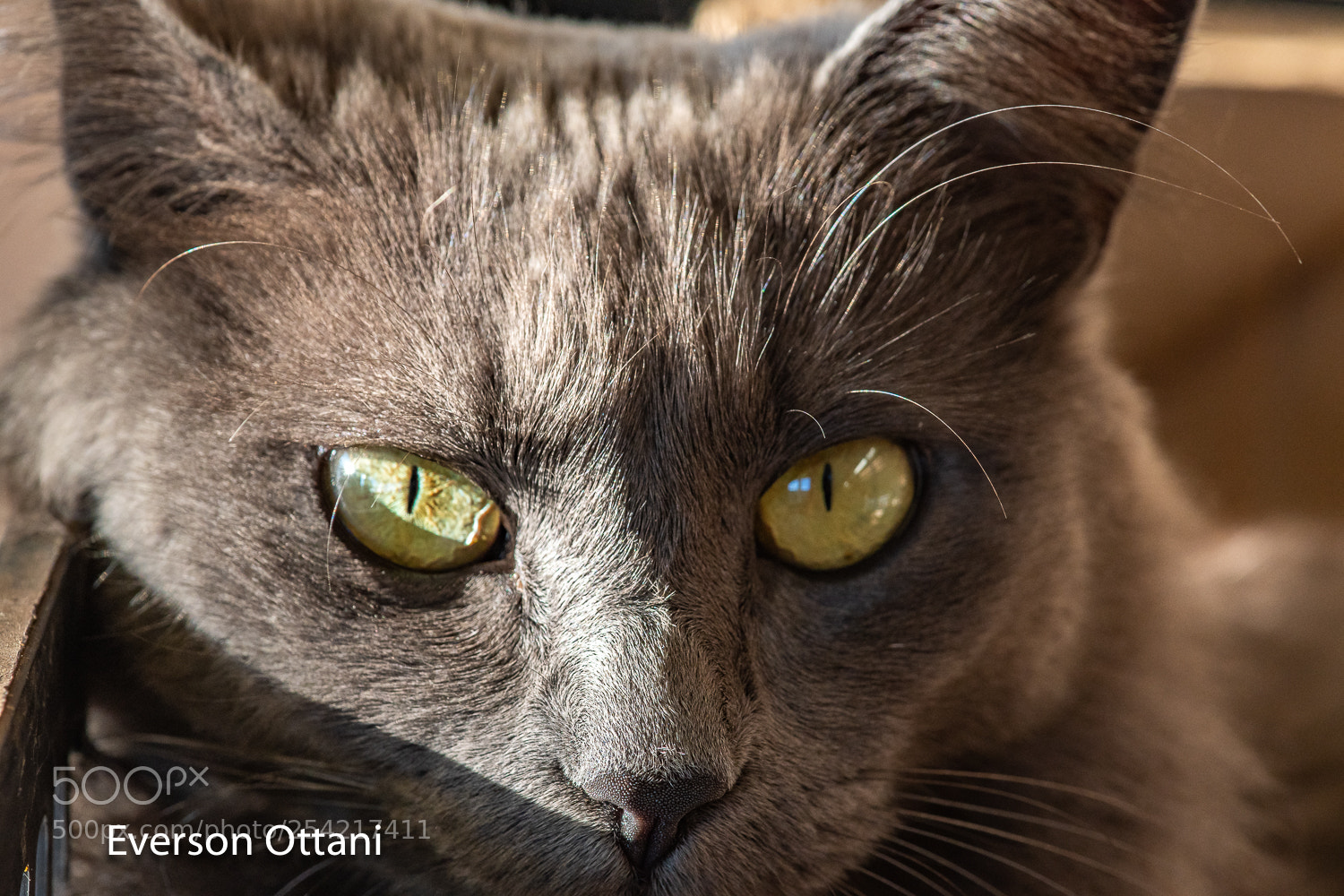 Nikon D500 sample photo. Cat photography