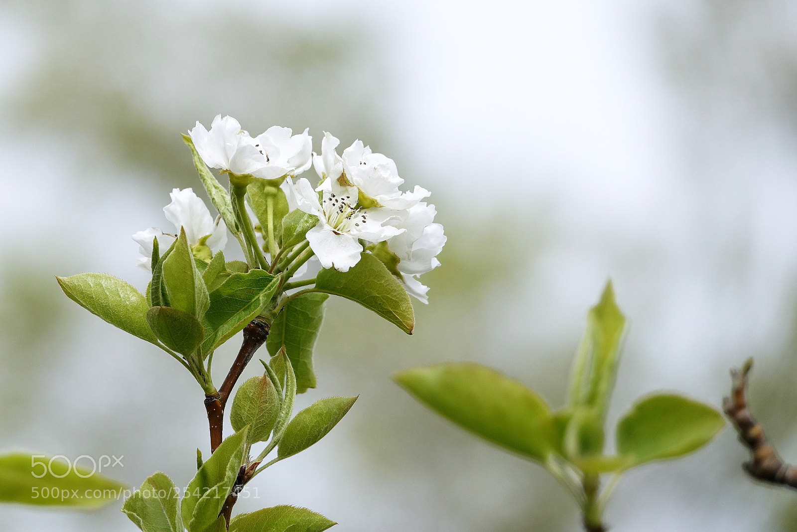 Sony Cyber-shot DSC-RX10 III sample photo. ,,, photography