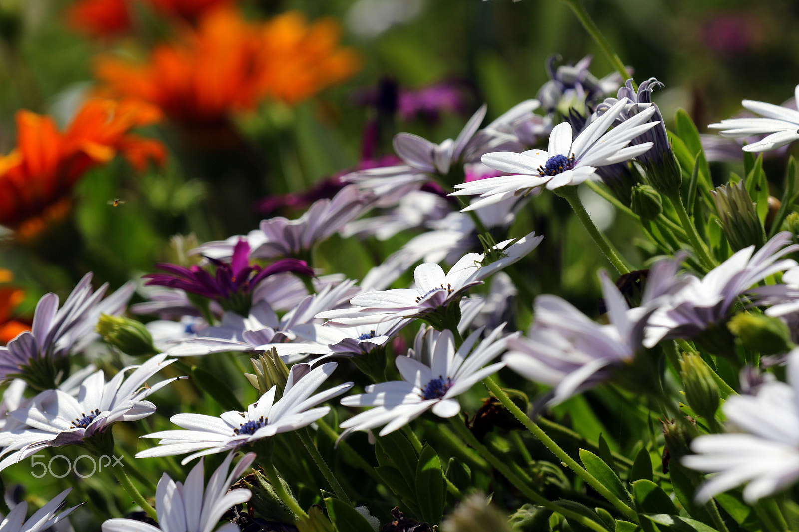 Canon EOS 7D Mark II sample photo. All the colors photography