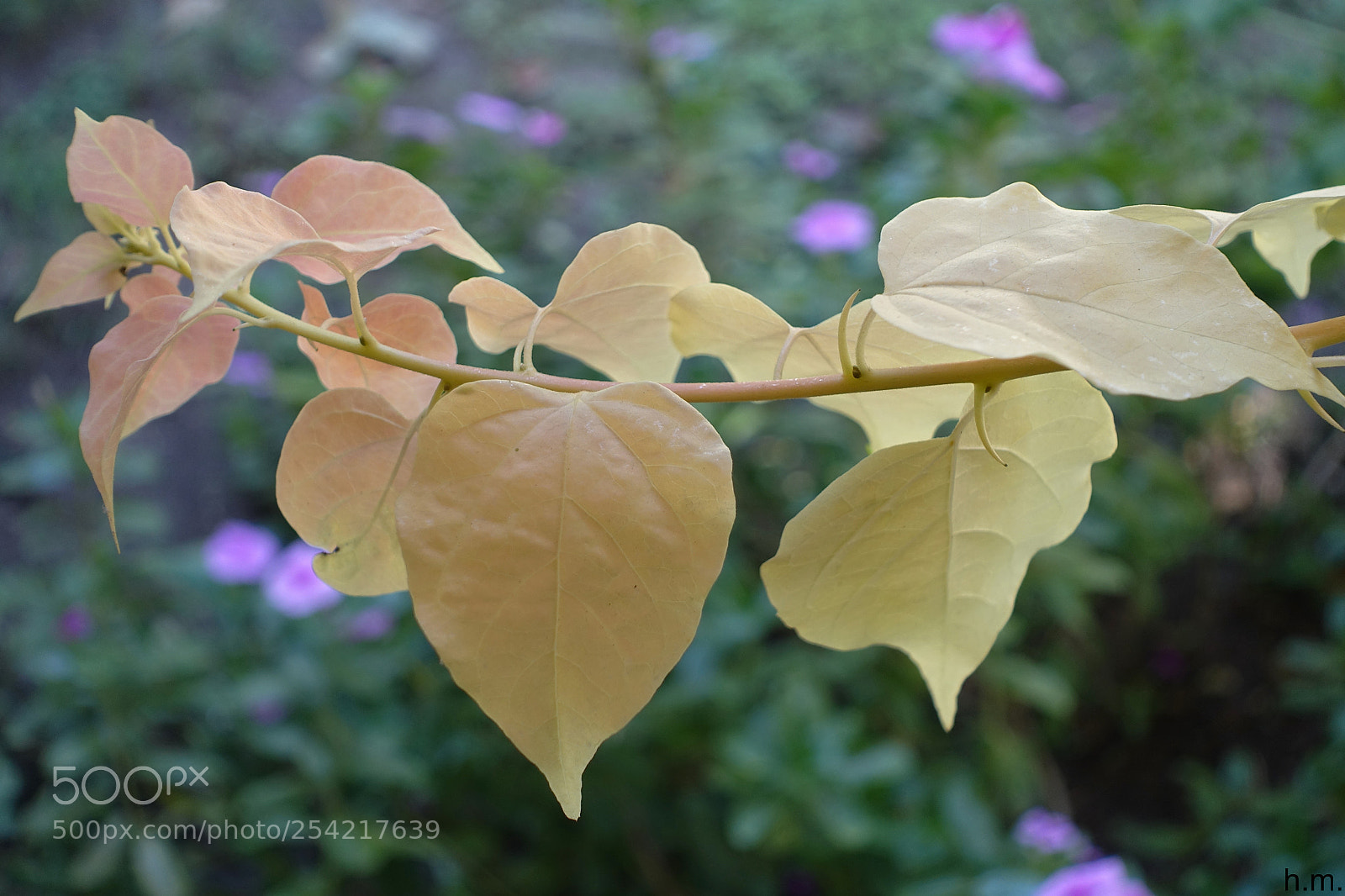 Sony Cyber-shot DSC-RX100 III sample photo. Fdffaed o photography