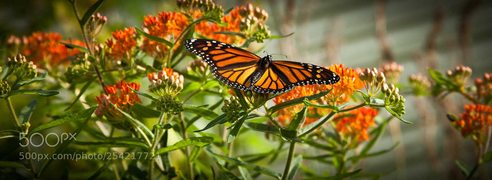 Canon EOS 5D Mark II sample photo. Beautiful monarch photography