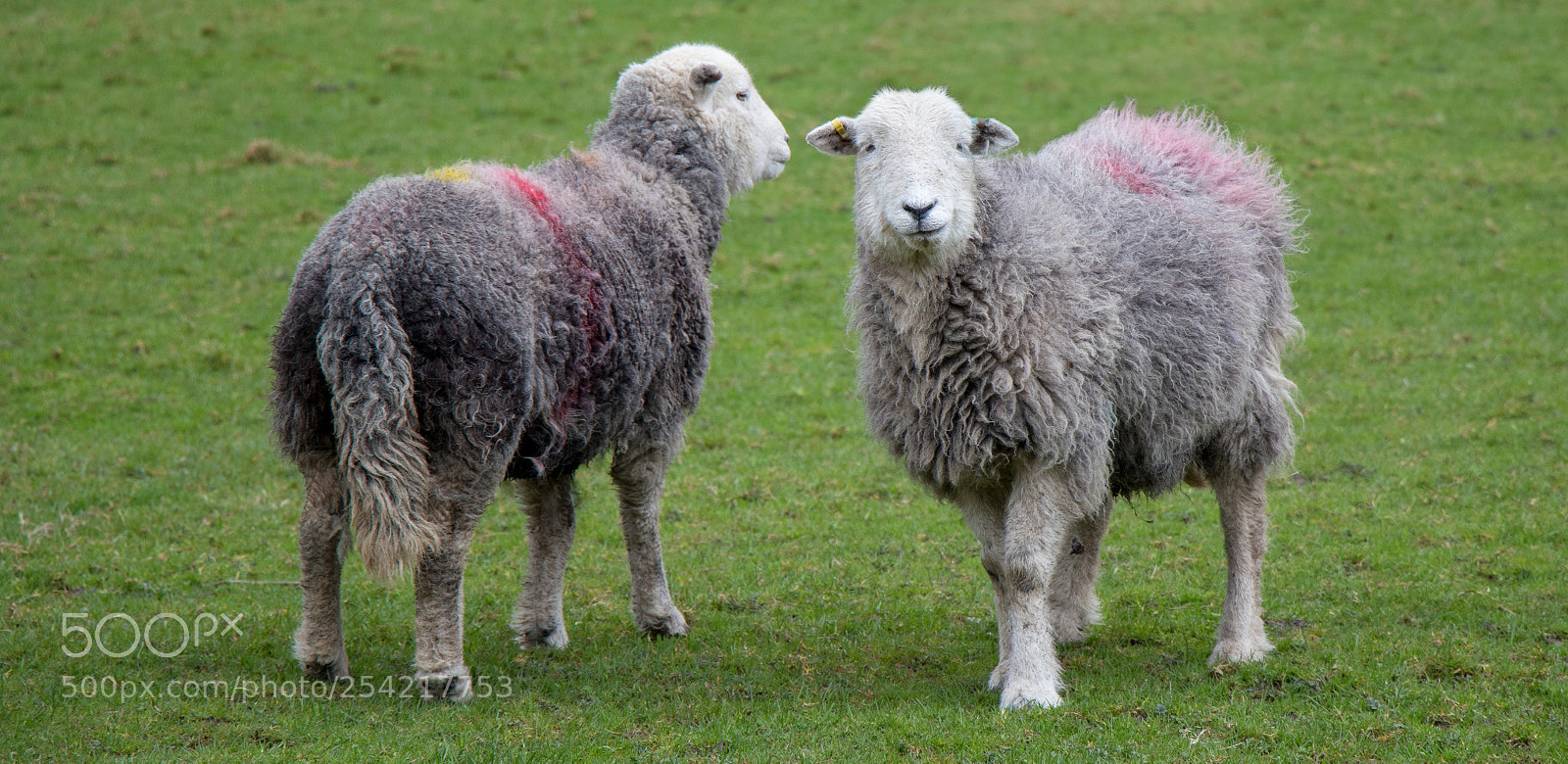Canon EOS 80D sample photo. Buttermere sheep photography