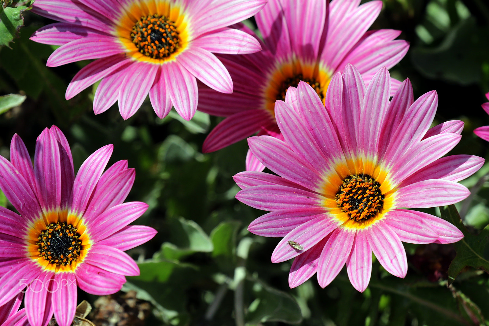 Canon EOS 7D Mark II sample photo. Pink photography