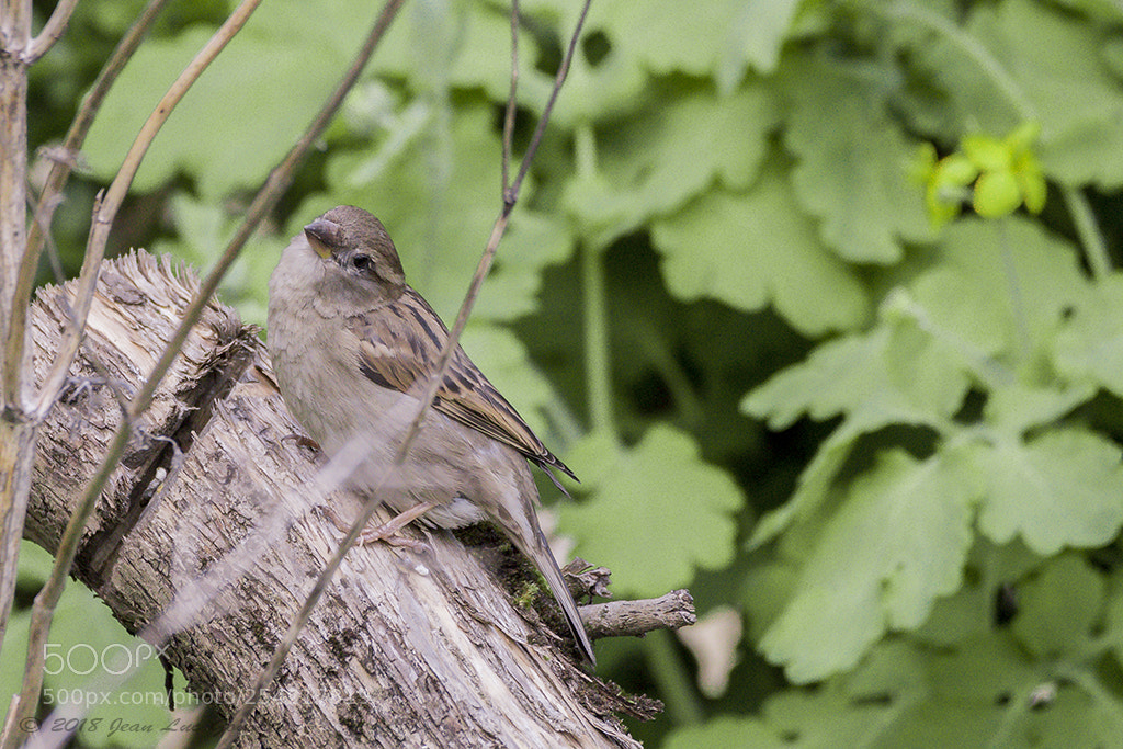 Nikon D7200 sample photo. Untitled photography