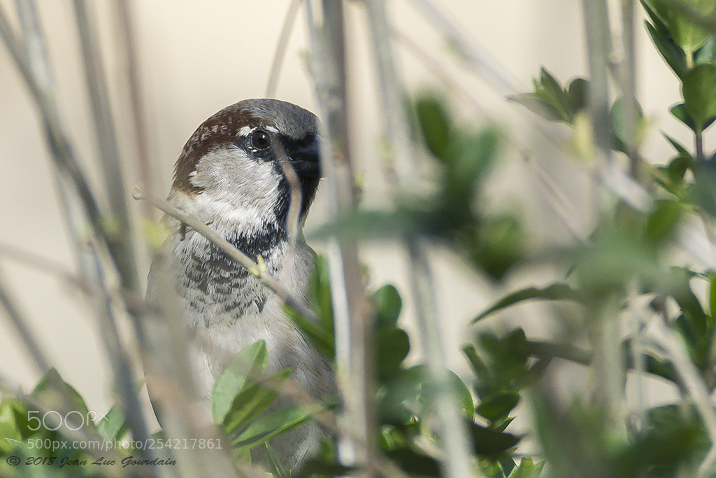 Nikon D7200 sample photo. Untitled photography