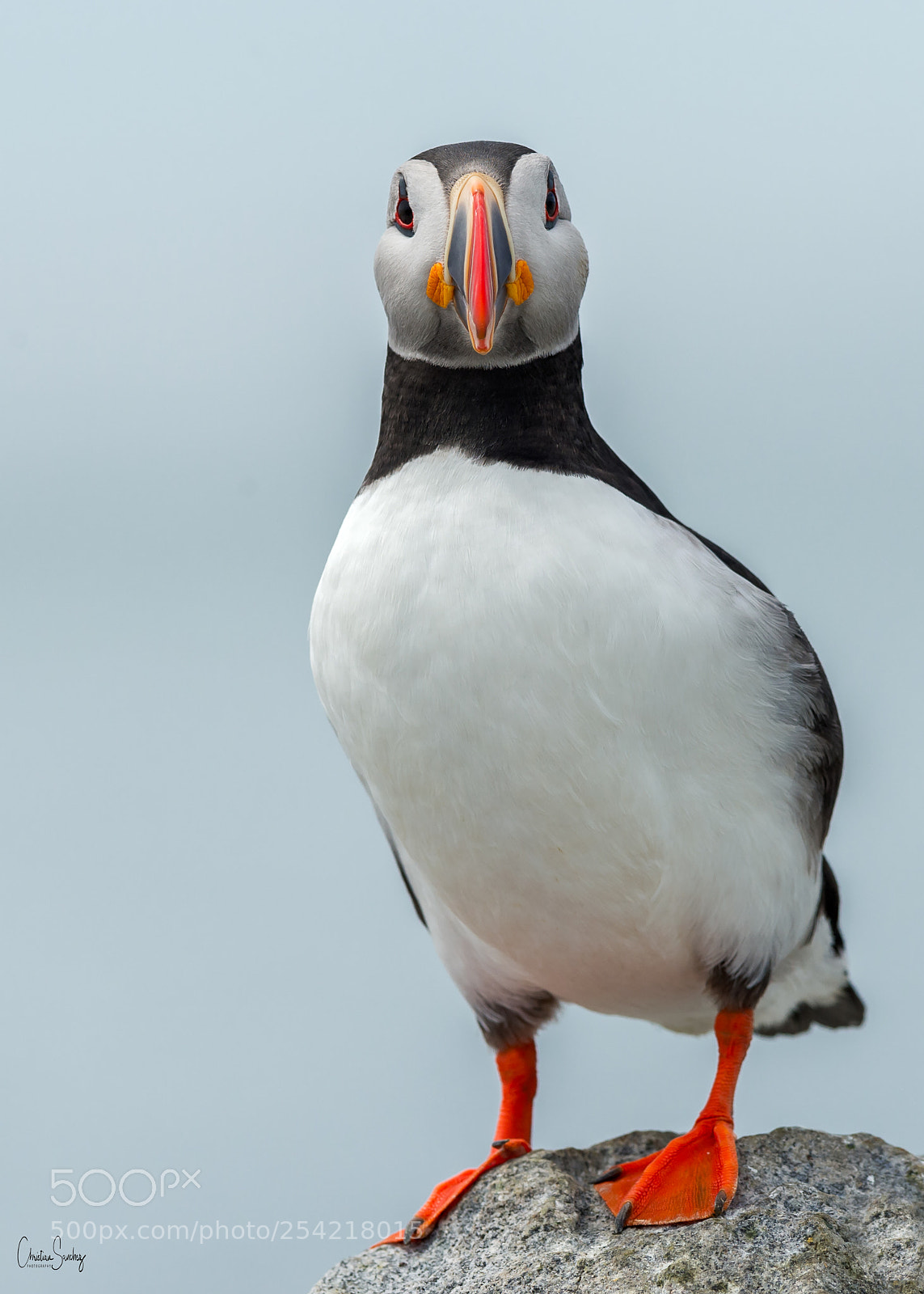Nikon D4 sample photo. Atlantic puffin photography