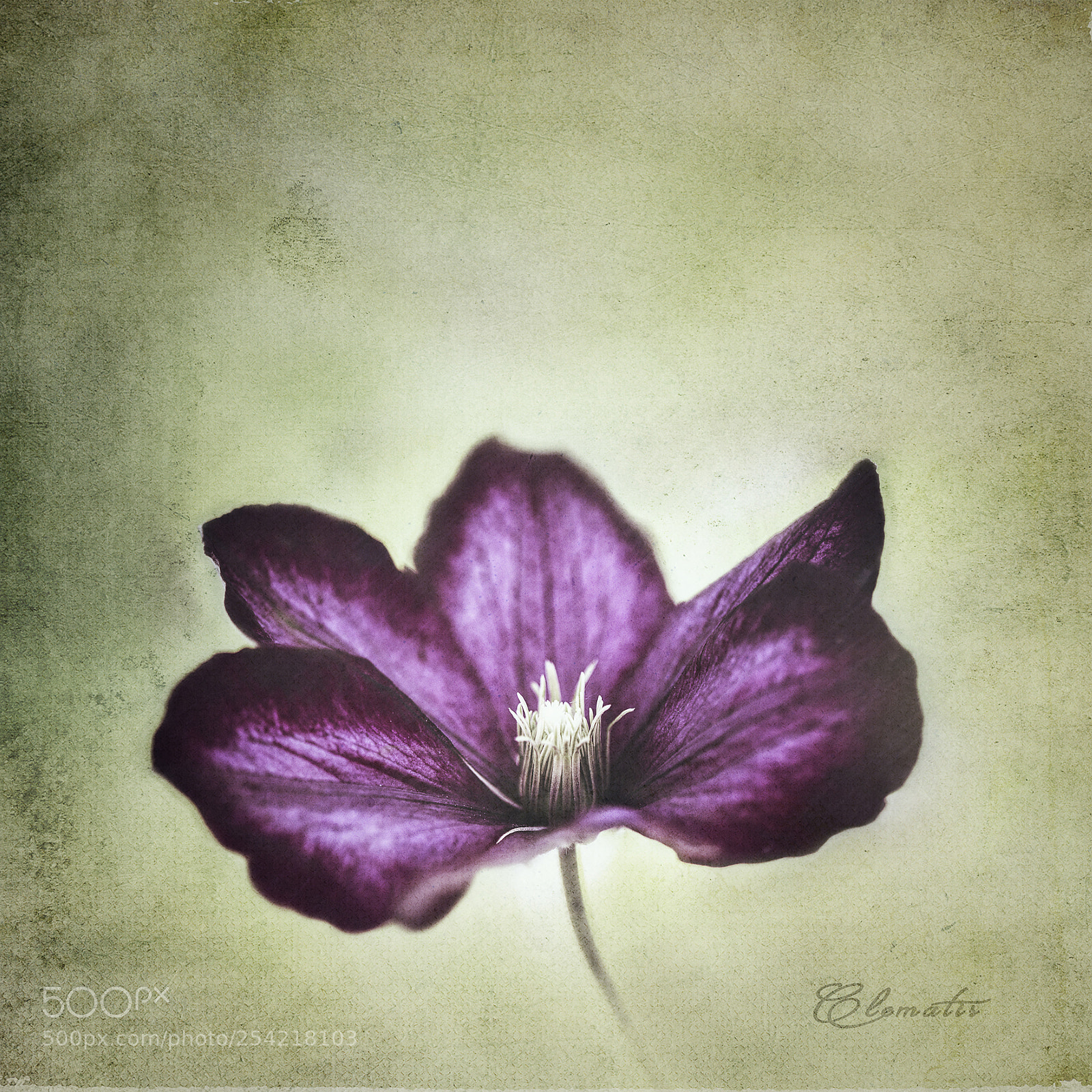 Nikon D600 sample photo. First clematis photography