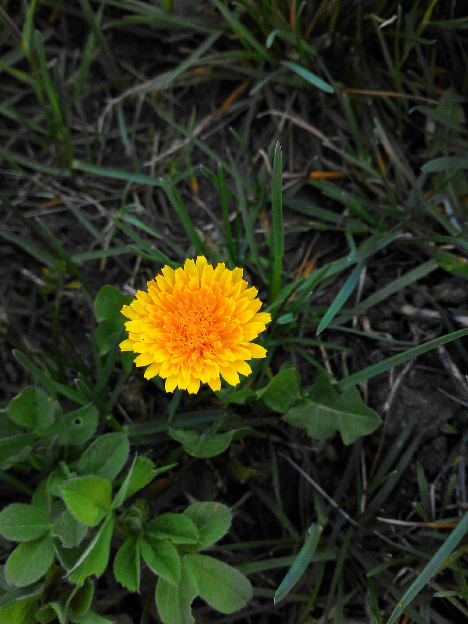 ASUS Z002 sample photo. Taraxacum officinale) photography