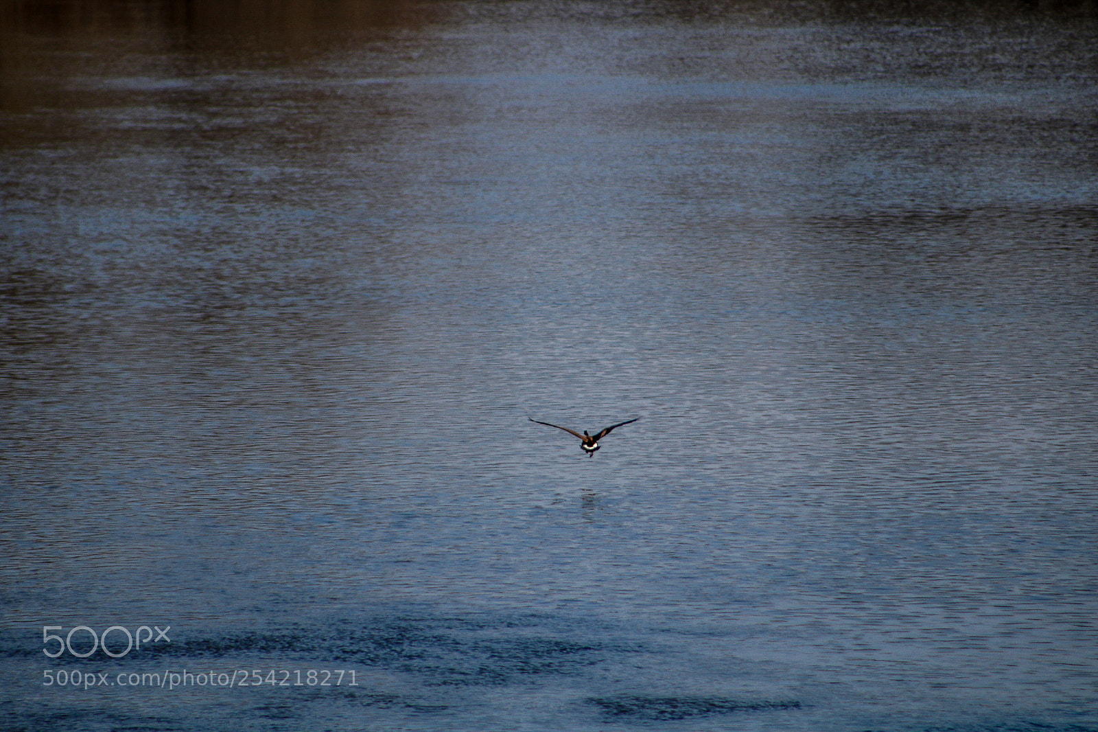 Canon EOS 750D (EOS Rebel T6i / EOS Kiss X8i) sample photo. Landing photography