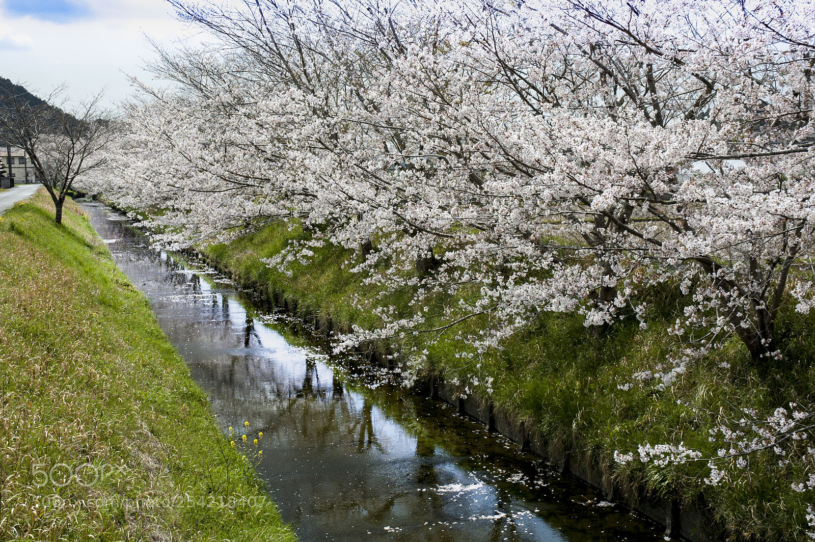Nikon D70 sample photo. Cherry blossom photography