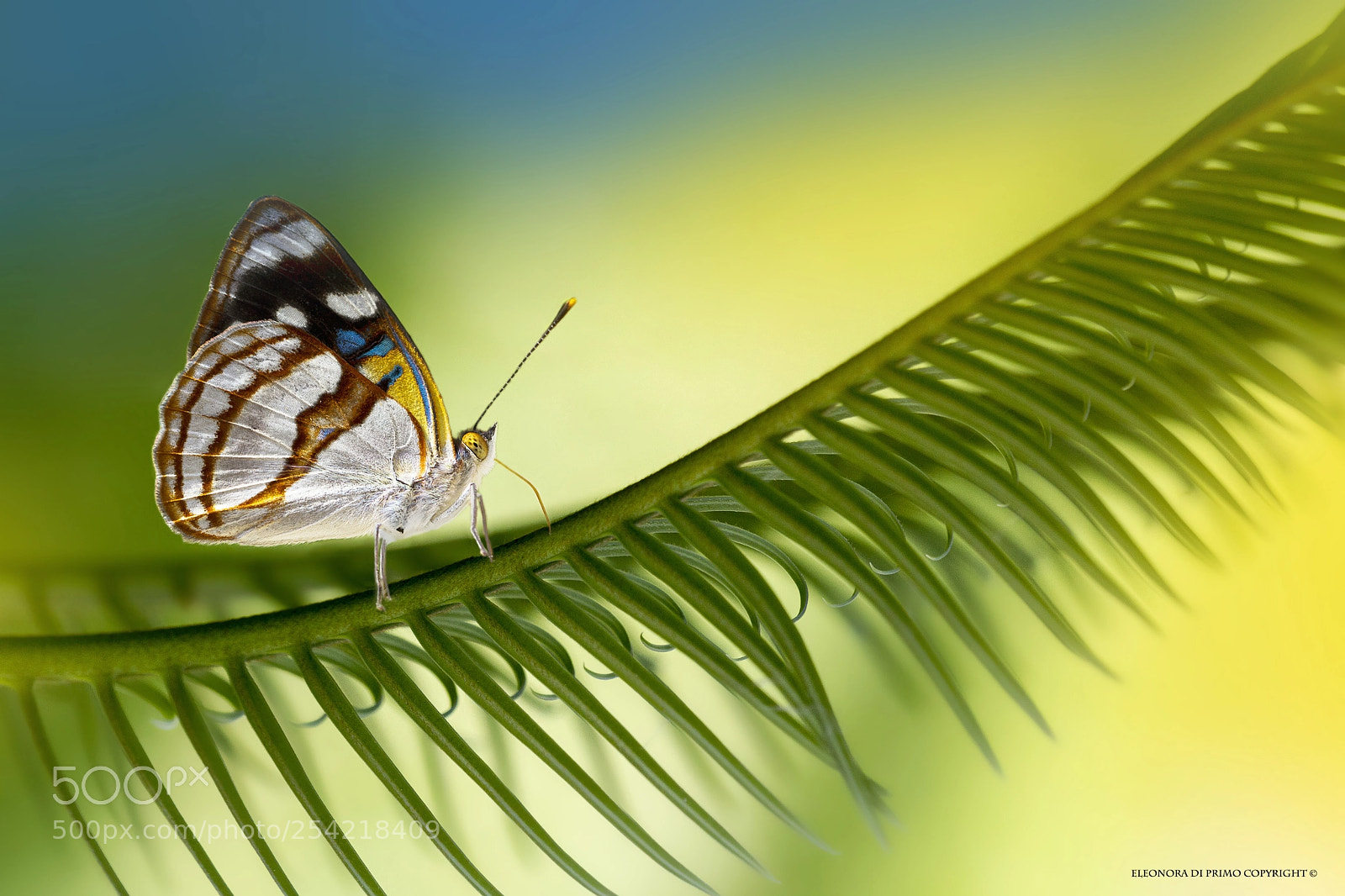 Canon EOS 7D sample photo. Greenland photography