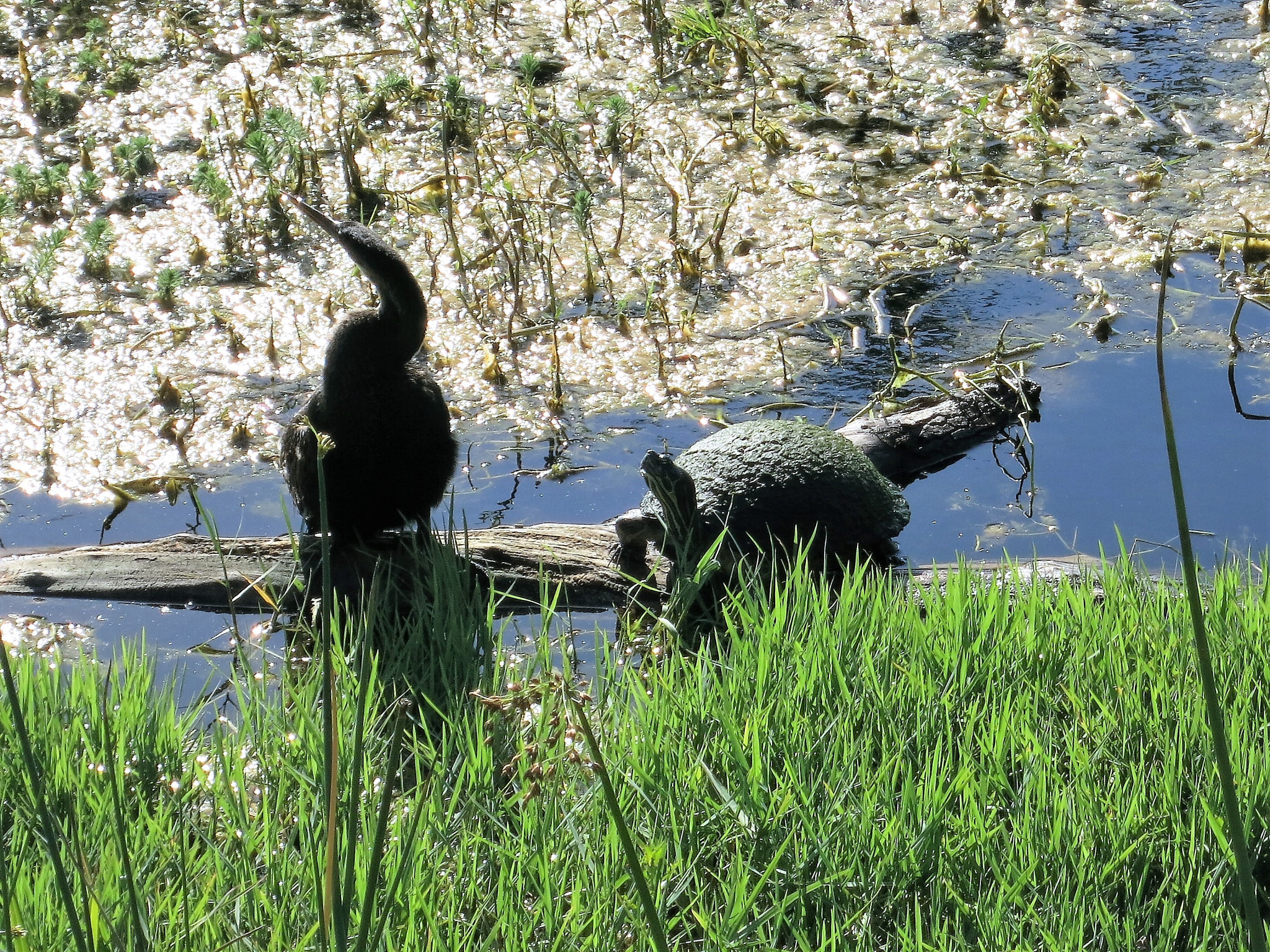 Canon PowerShot S110 sample photo. The turtle and bird story? photography