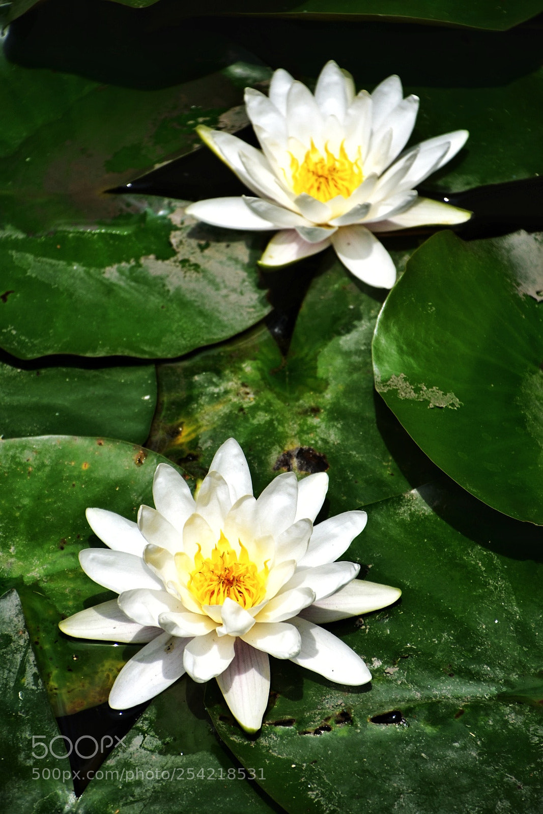 Nikon D7200 sample photo. Twin white water lily photography