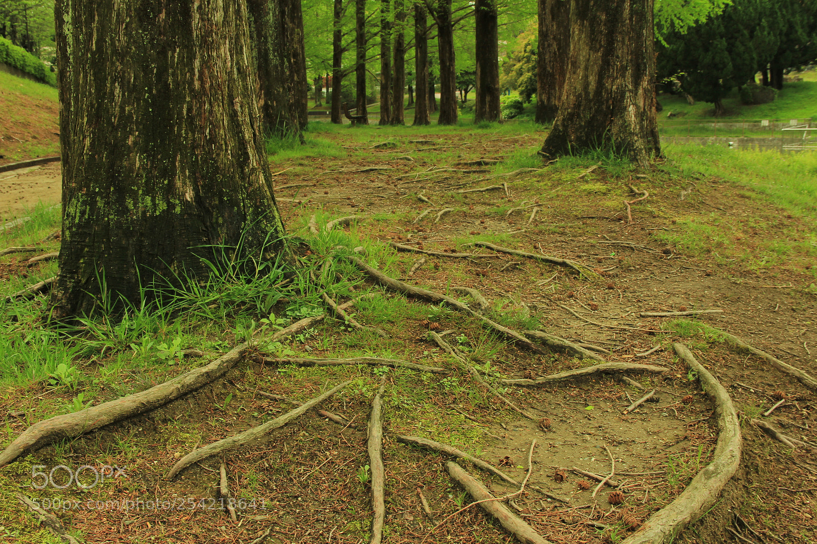 Canon EF-S 18-135mm F3.5-5.6 IS sample photo. Nice path photography