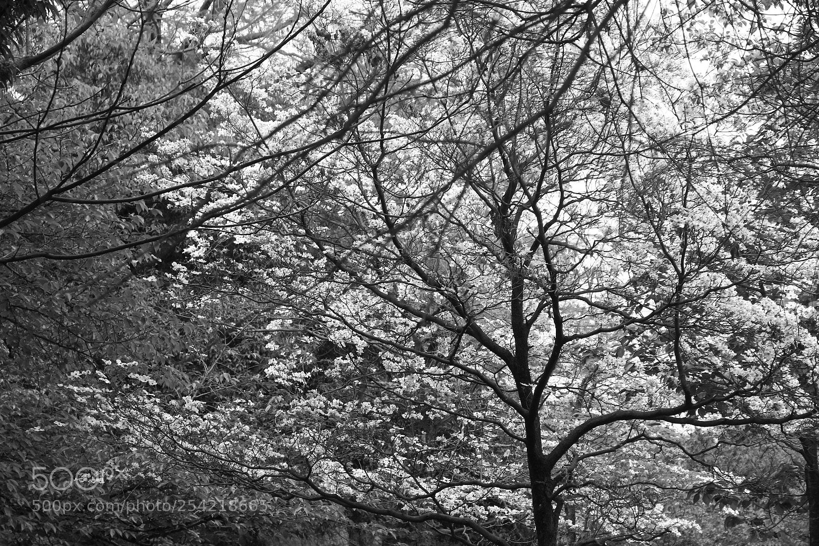 Canon EF-S 18-135mm F3.5-5.6 IS sample photo. Nice path photography
