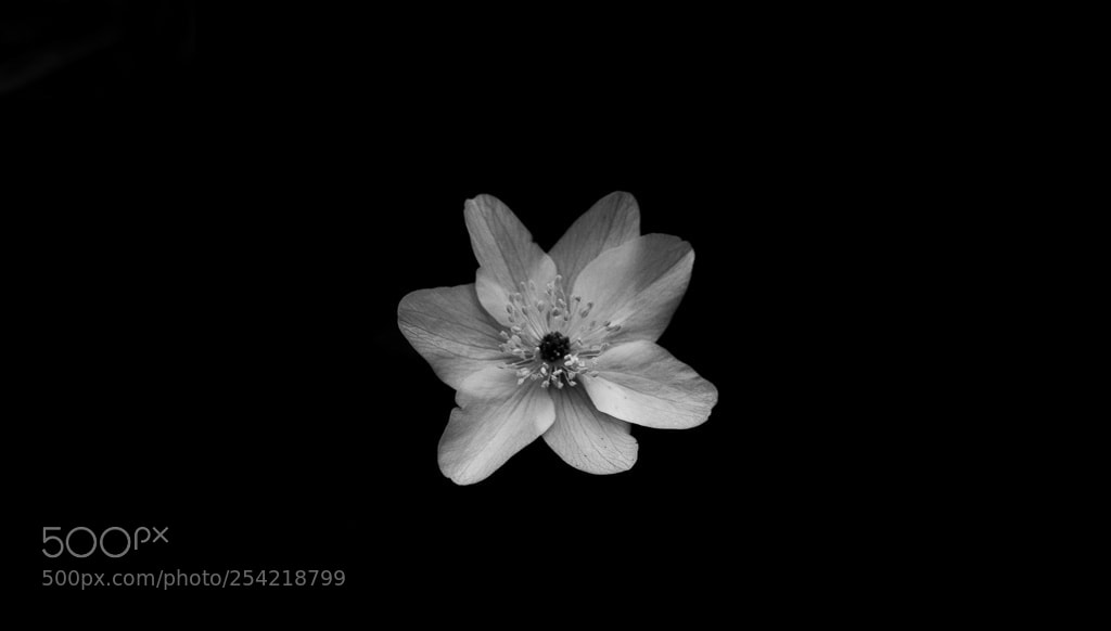 Sony Alpha DSLR-A200 sample photo. Petal photography