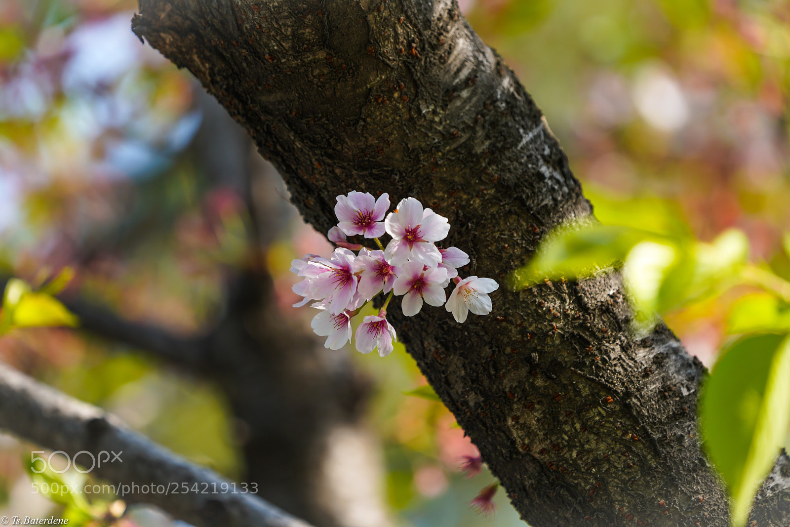 Sony a7R III sample photo. Sakura photography