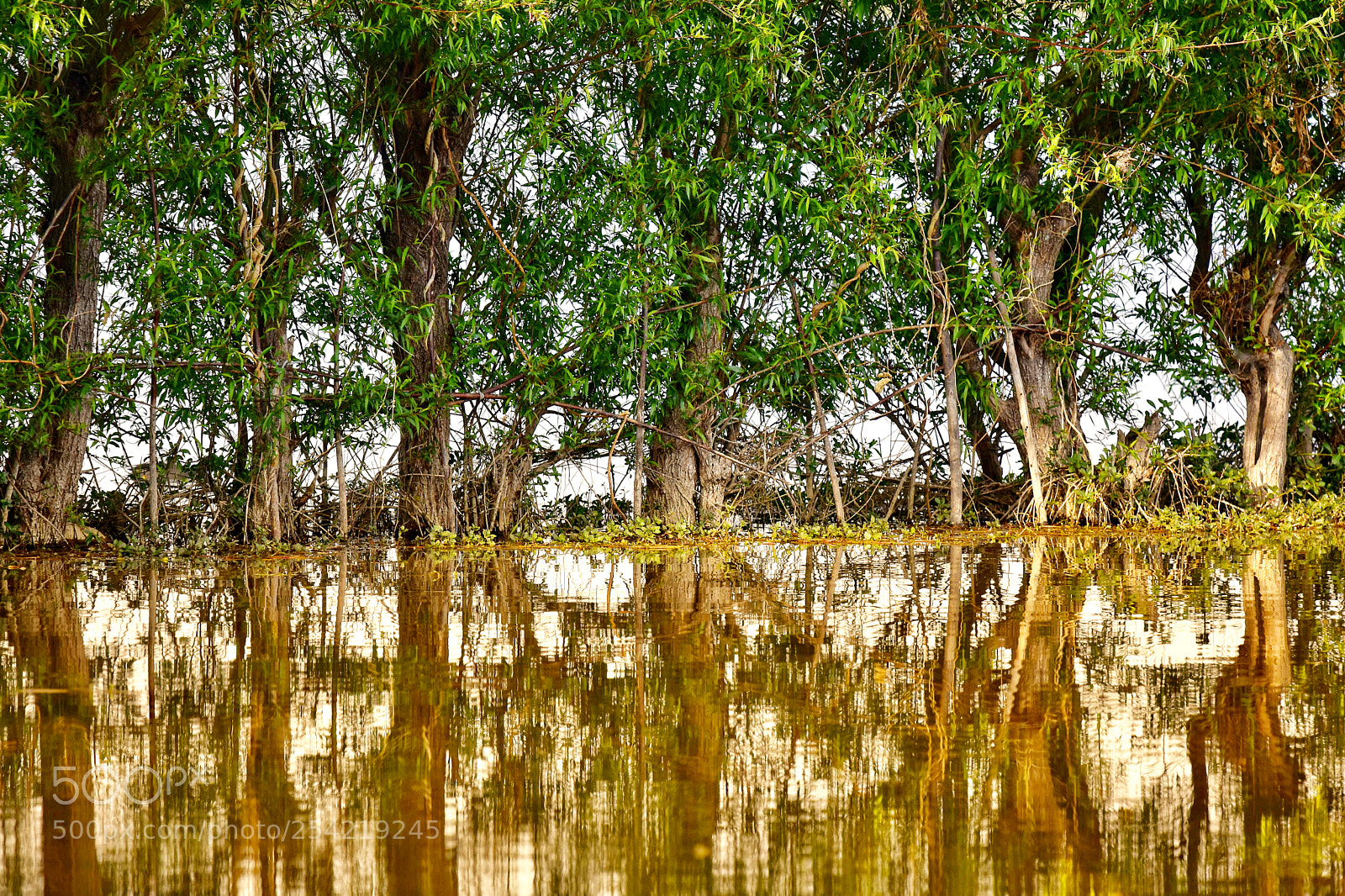 Nikon D7200 sample photo. Tree photography