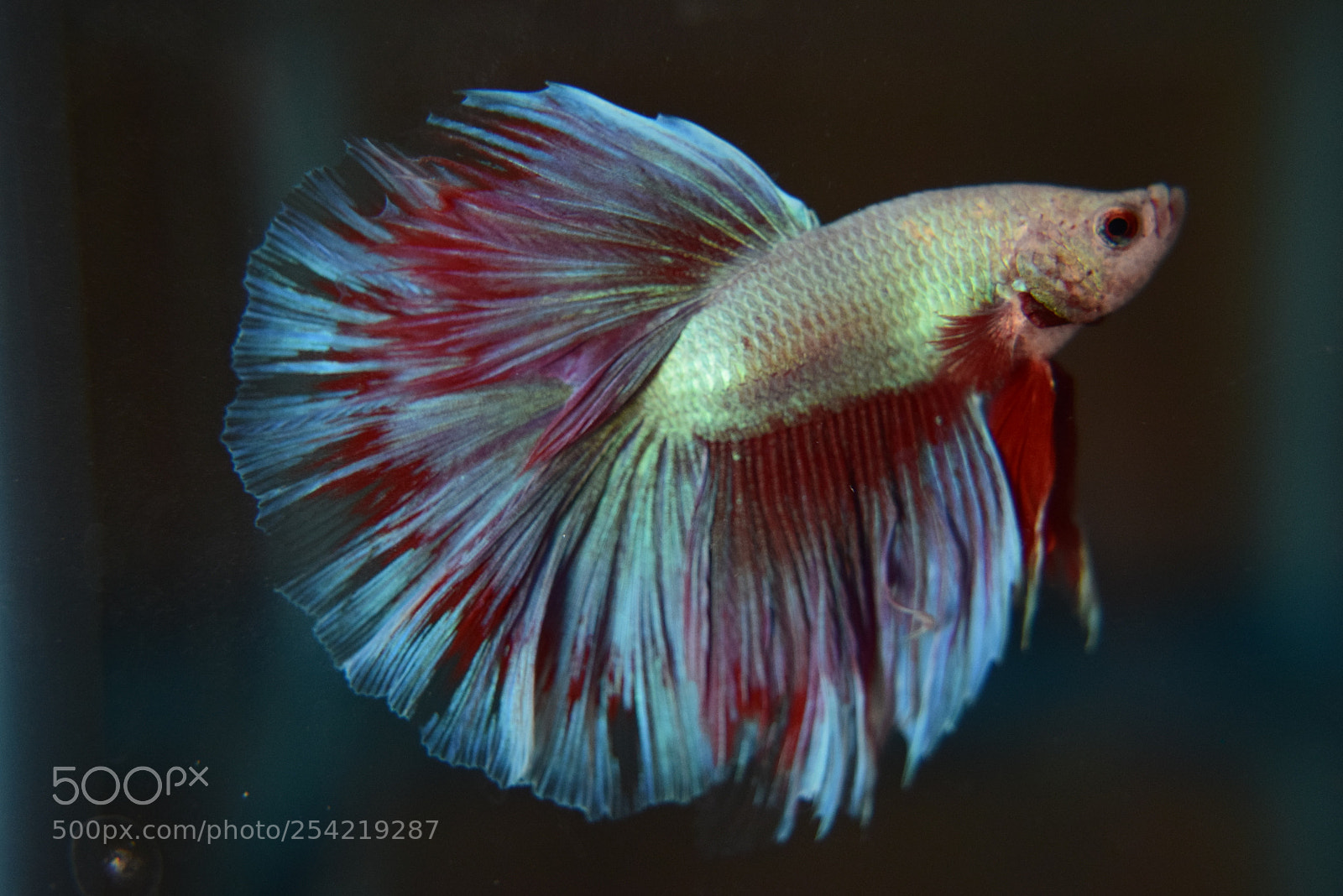 Nikon D3300 sample photo. Betta fish photography
