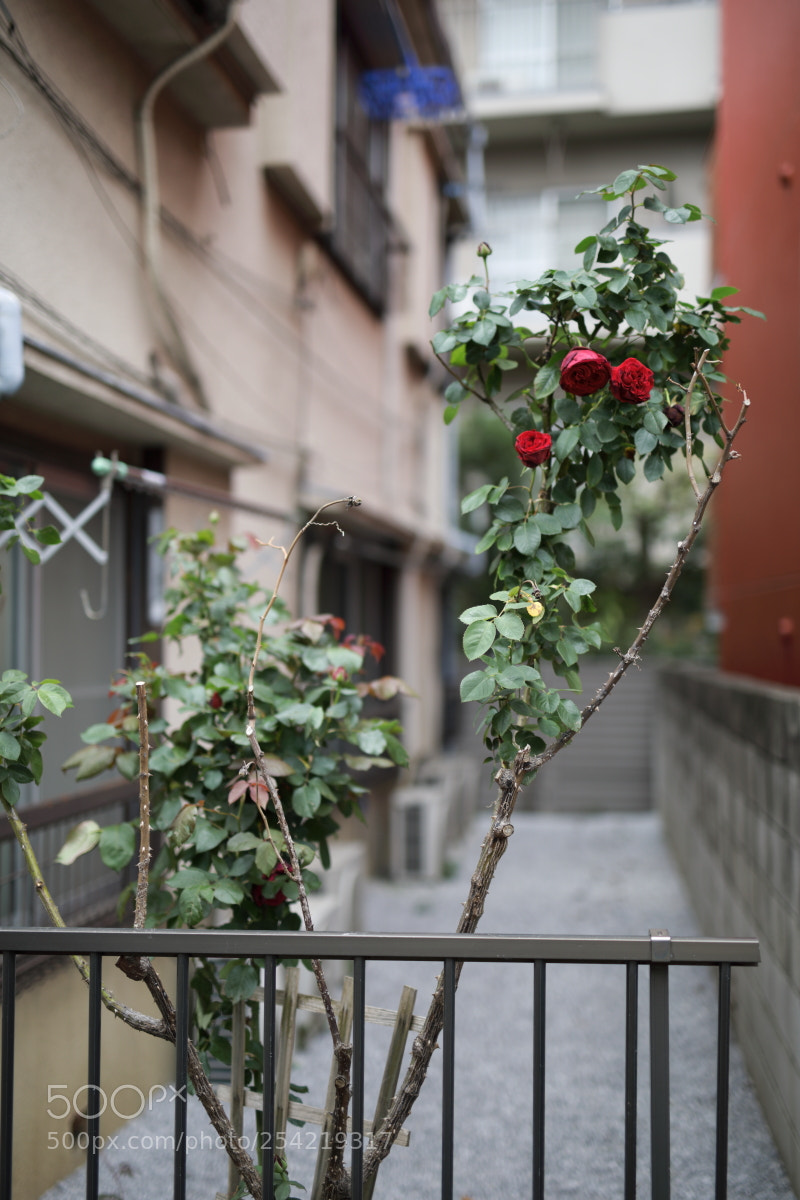 Canon EOS 5D Mark IV sample photo. Pa photography
