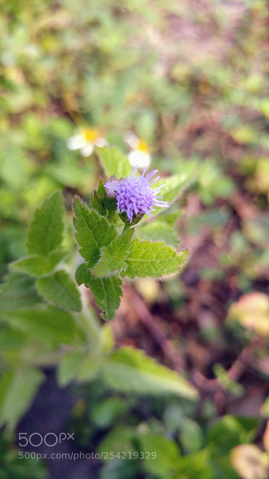 LG G5 sample photo. Wildflowers photography