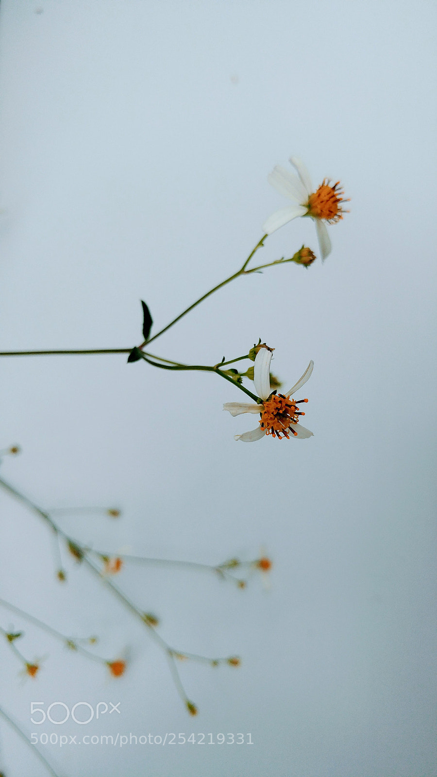 LG G5 sample photo. Wildflowers photography