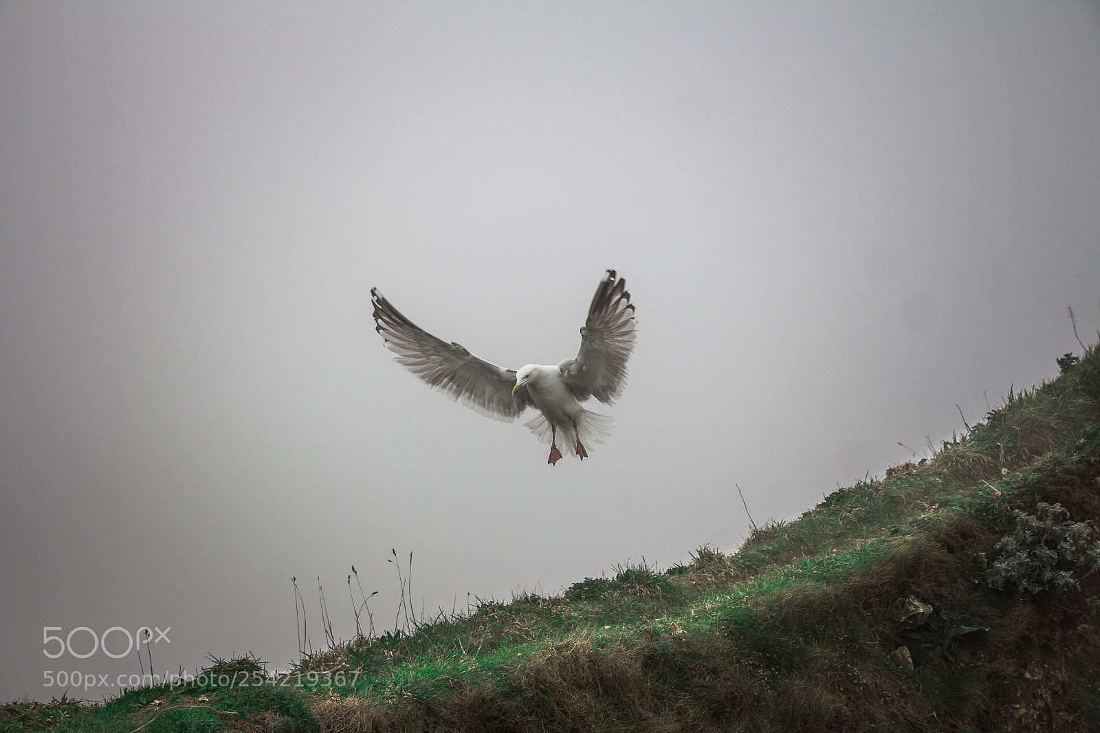 Canon EOS 650D (EOS Rebel T4i / EOS Kiss X6i) sample photo. Cliffs of etretat pigeon photography
