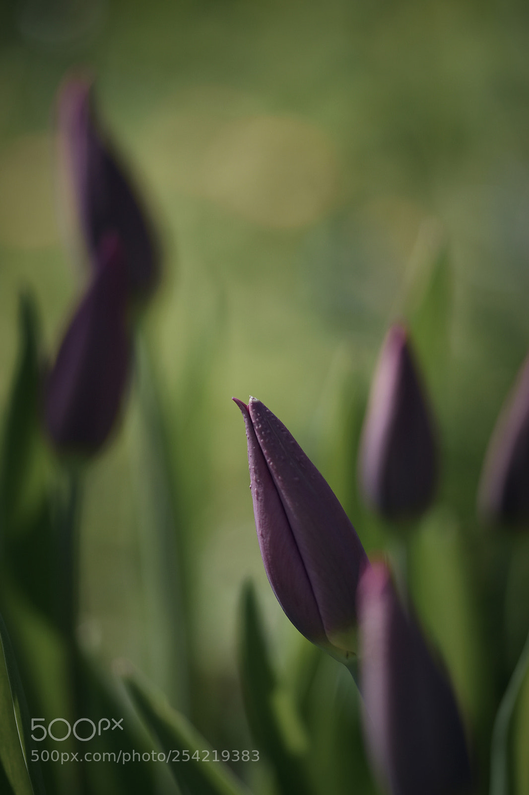 Nikon D5500 sample photo. So beautiful photography