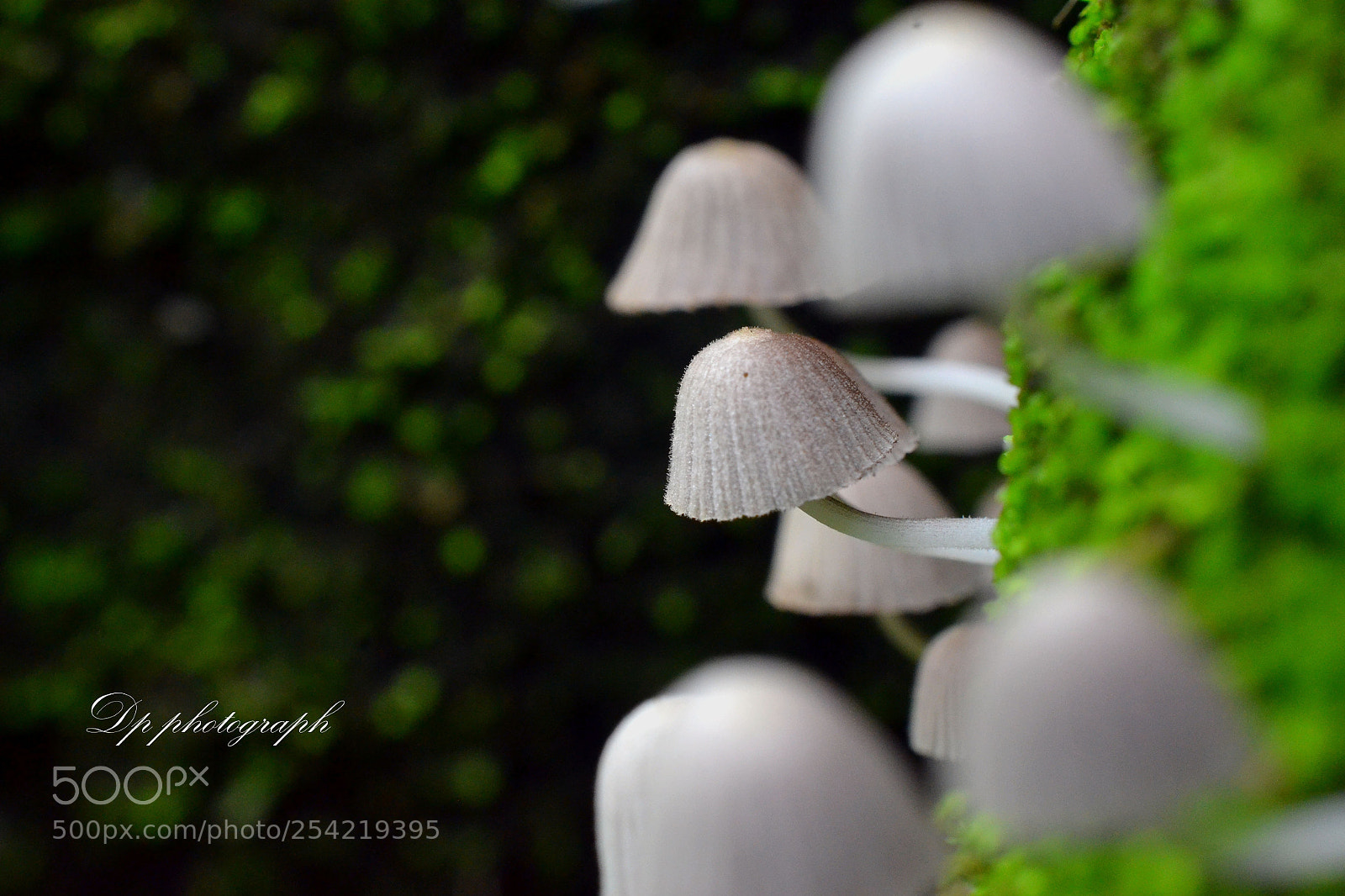 Nikon D3100 sample photo. Weird coprinellus stay with photography